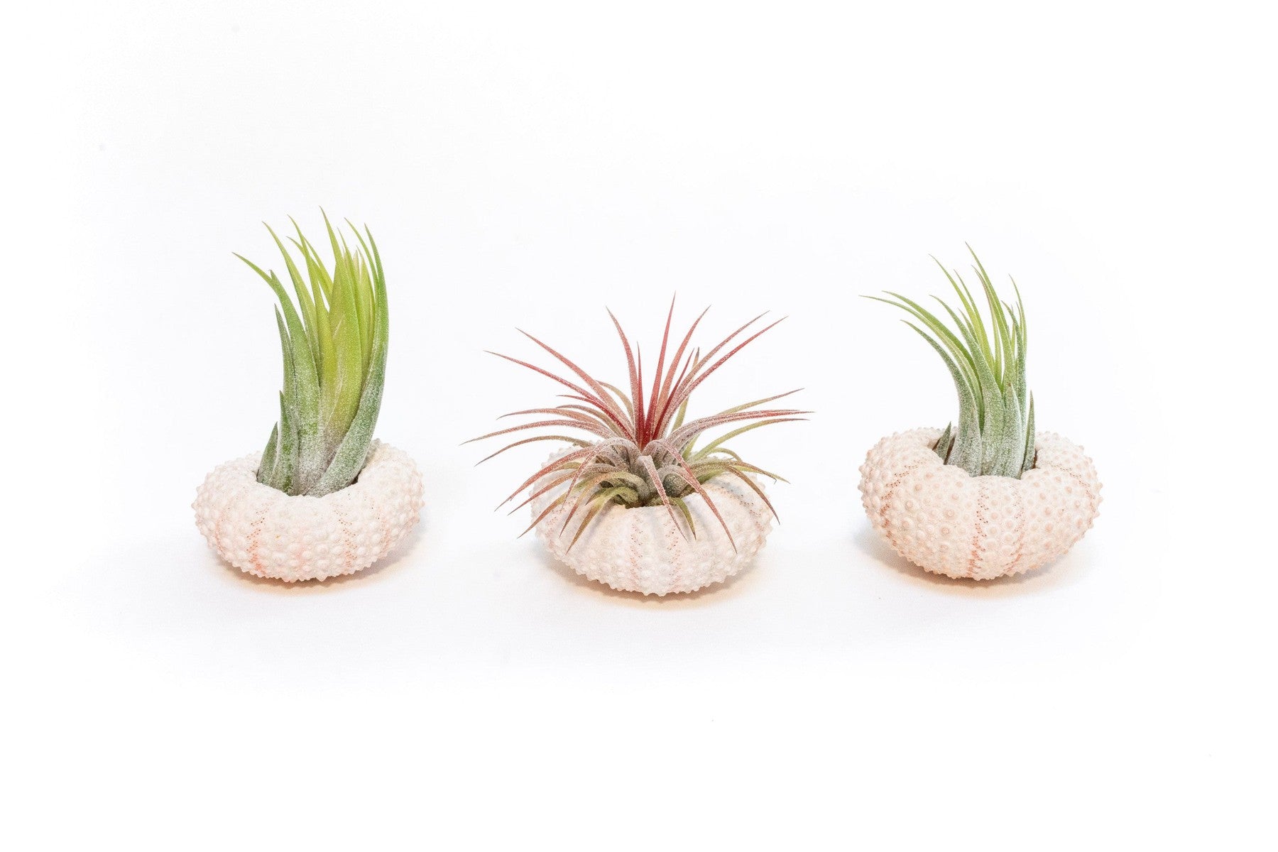 Pink Urchins with Tillandsia Air Plants - Set of 3-terrarium-The Succulent Source