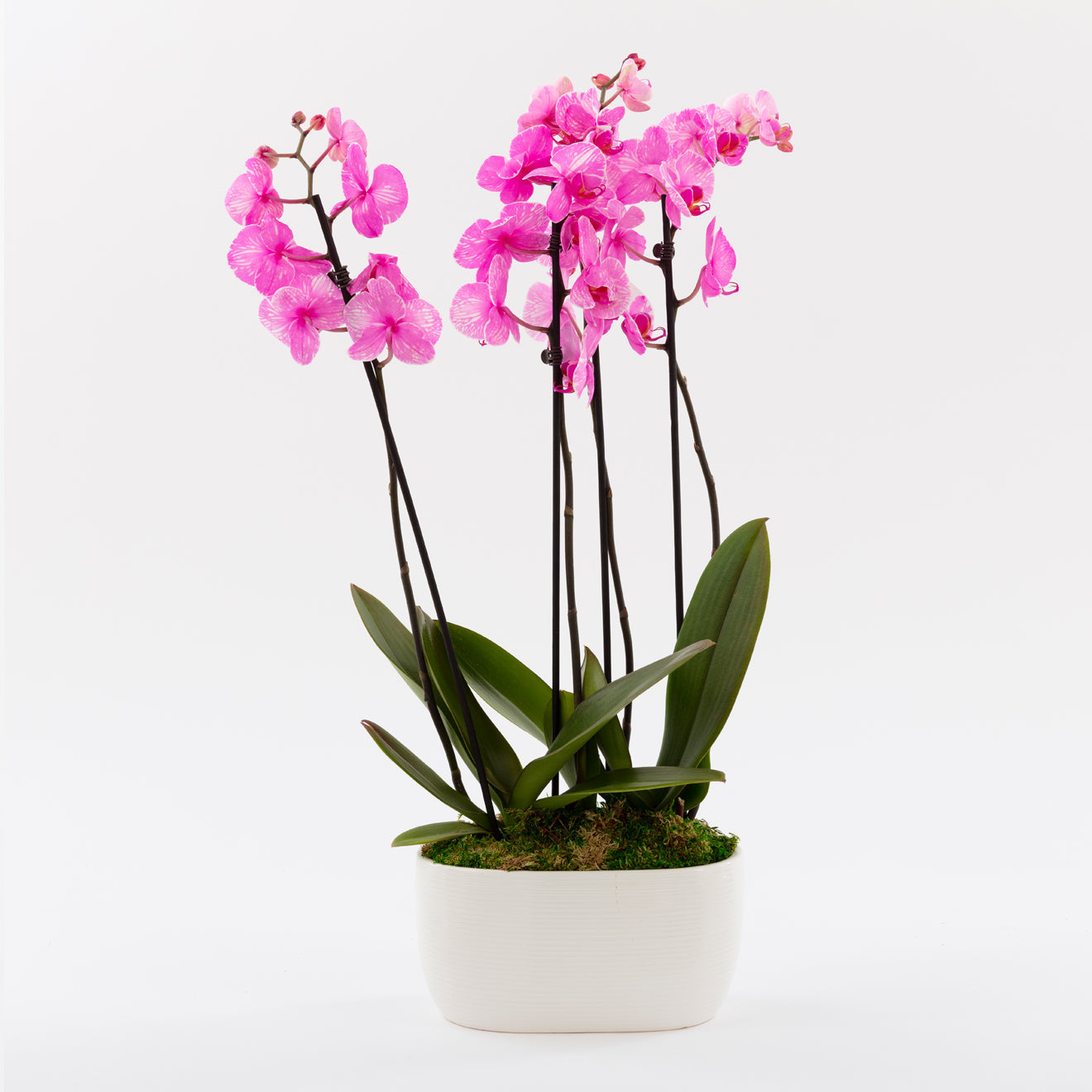 Pink Watercolor Orchid Duo-The Succulent Source