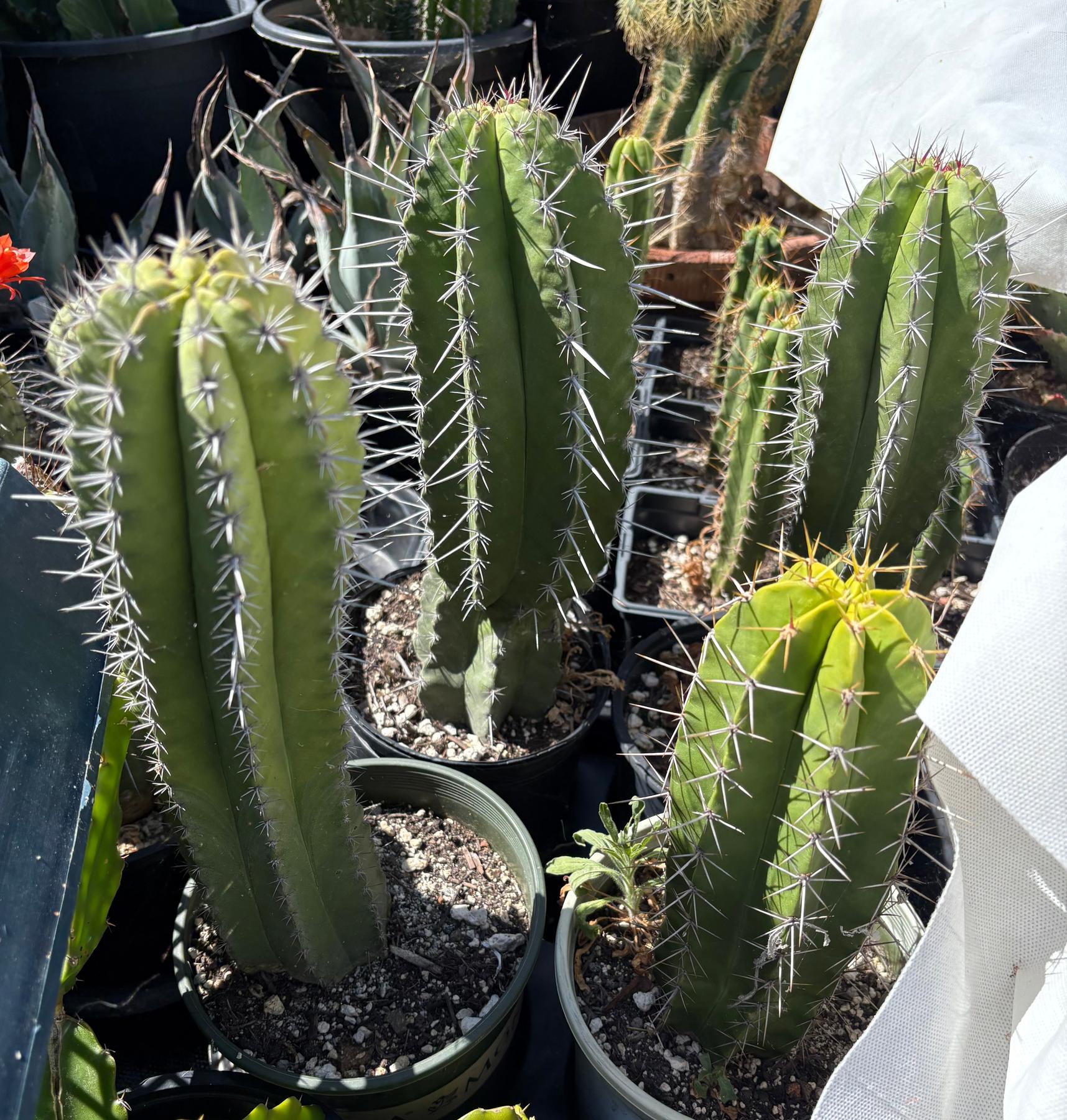 Polaskia chichipe Ornamental Cactus potted approx 10-12"-Cactus - Cutting-The Succulent Source