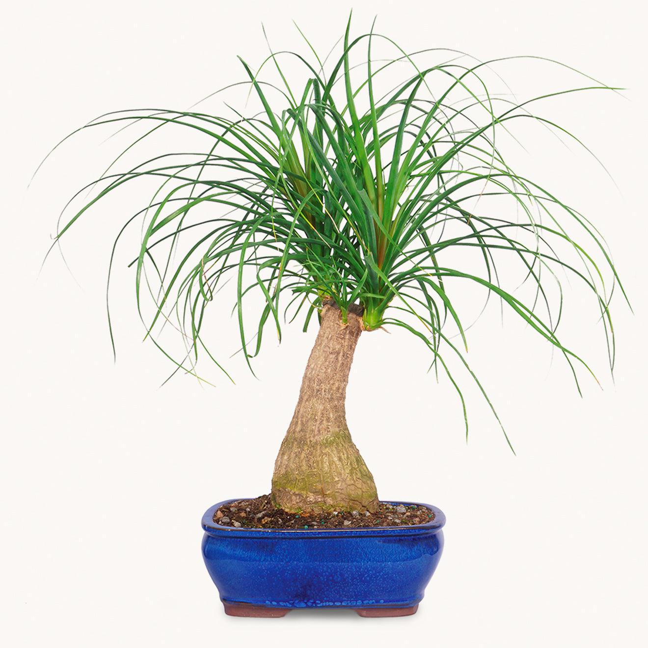 Ponytail Palm-The Succulent Source