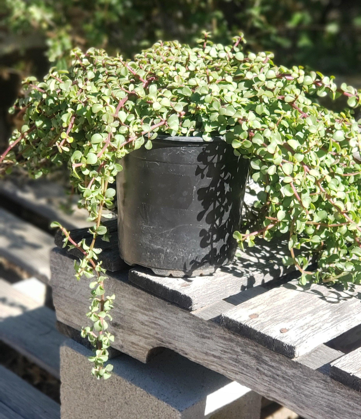 Portulacaria afra Elephant Bush succulent - 1 Gallon-Succulent - Large-The Succulent Source