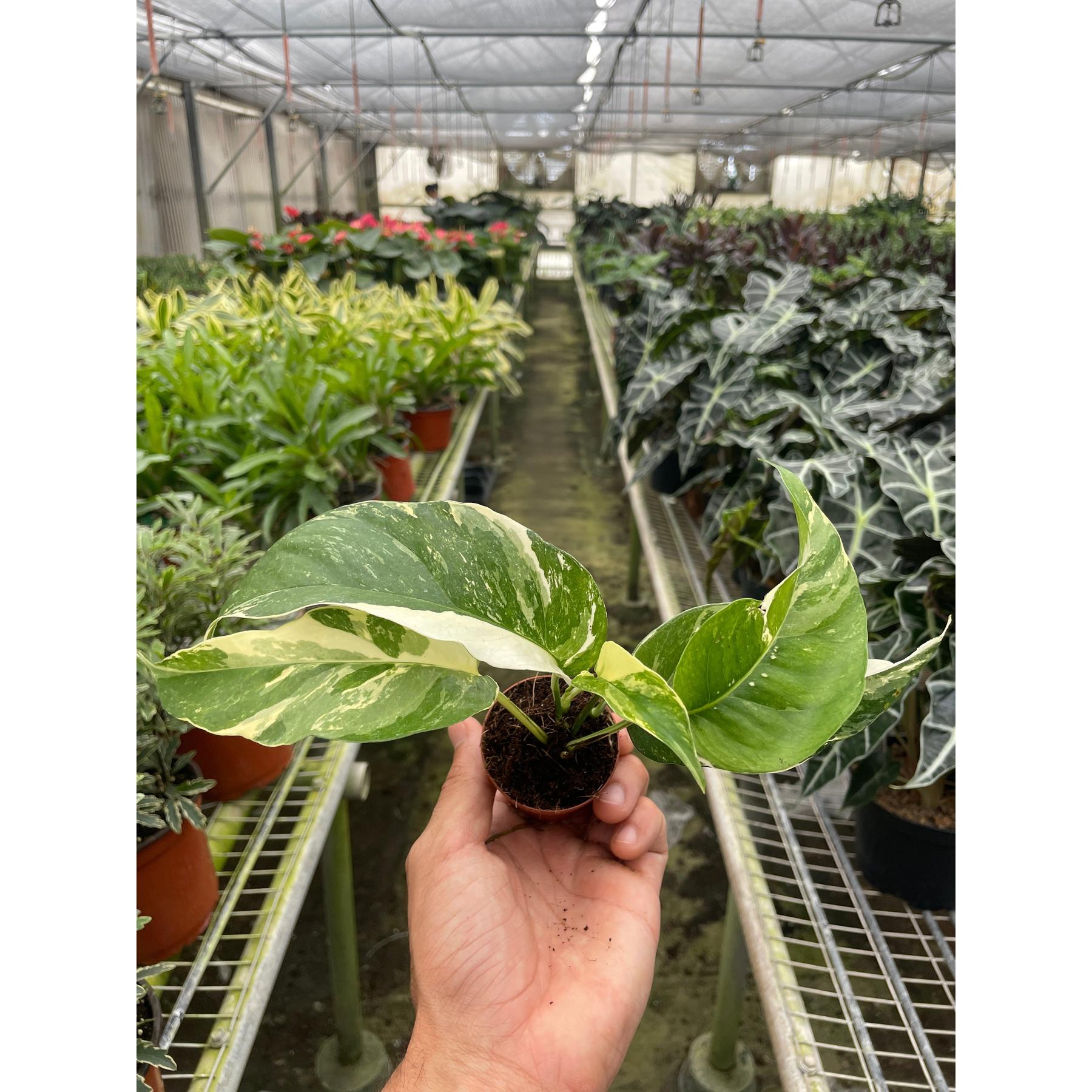 Pothos 'Albo Variegata'-Indoor Plants-The Succulent Source