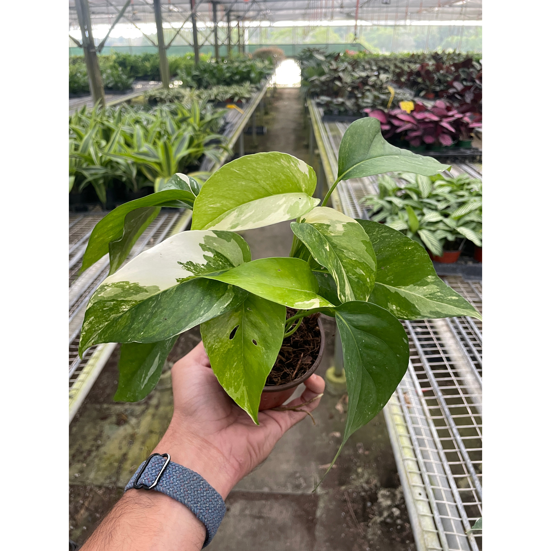 Pothos 'Albo Variegata'-Indoor Plants-The Succulent Source