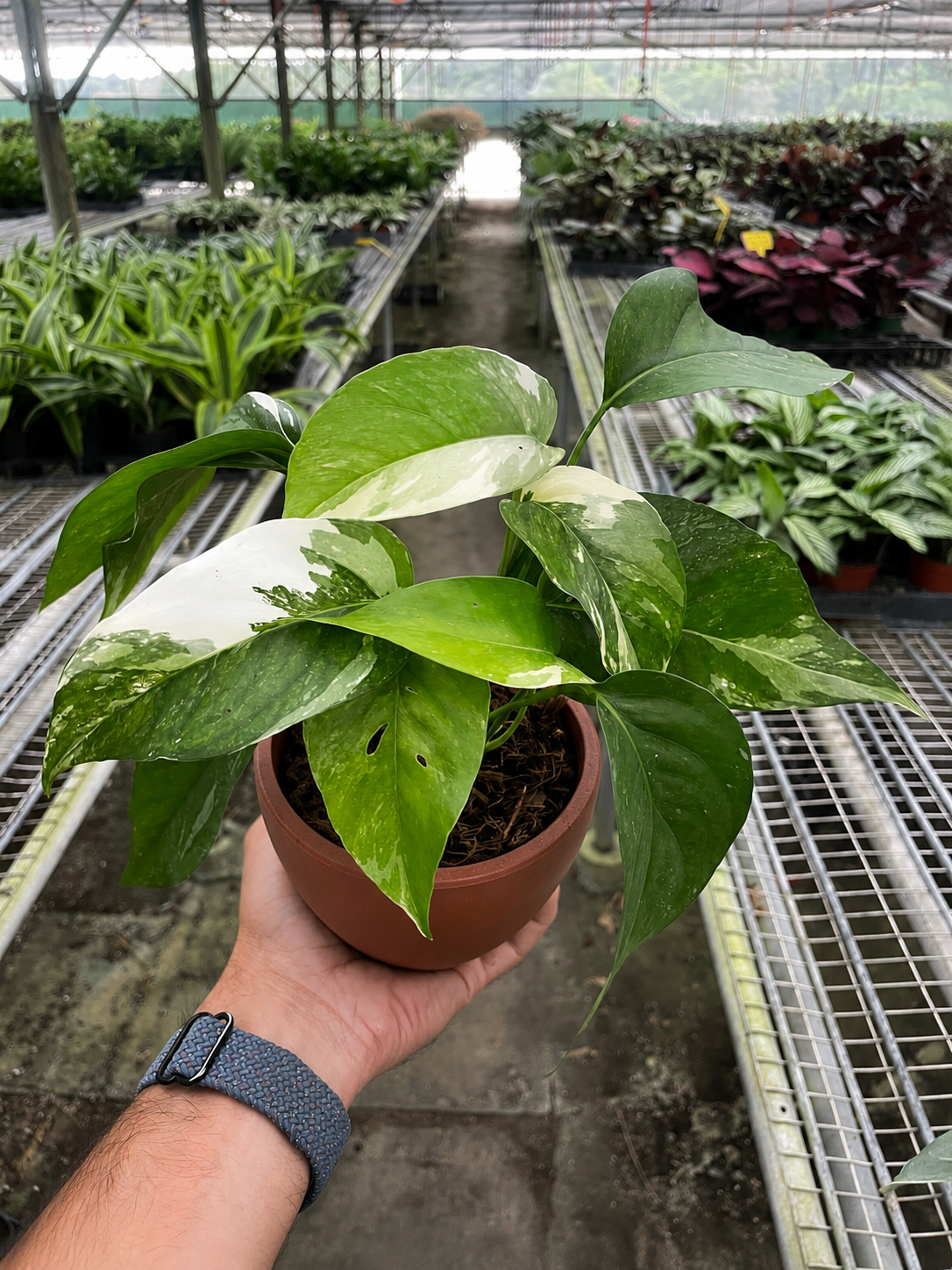Pothos 'Albo Variegata'-Indoor Plants-The Succulent Source