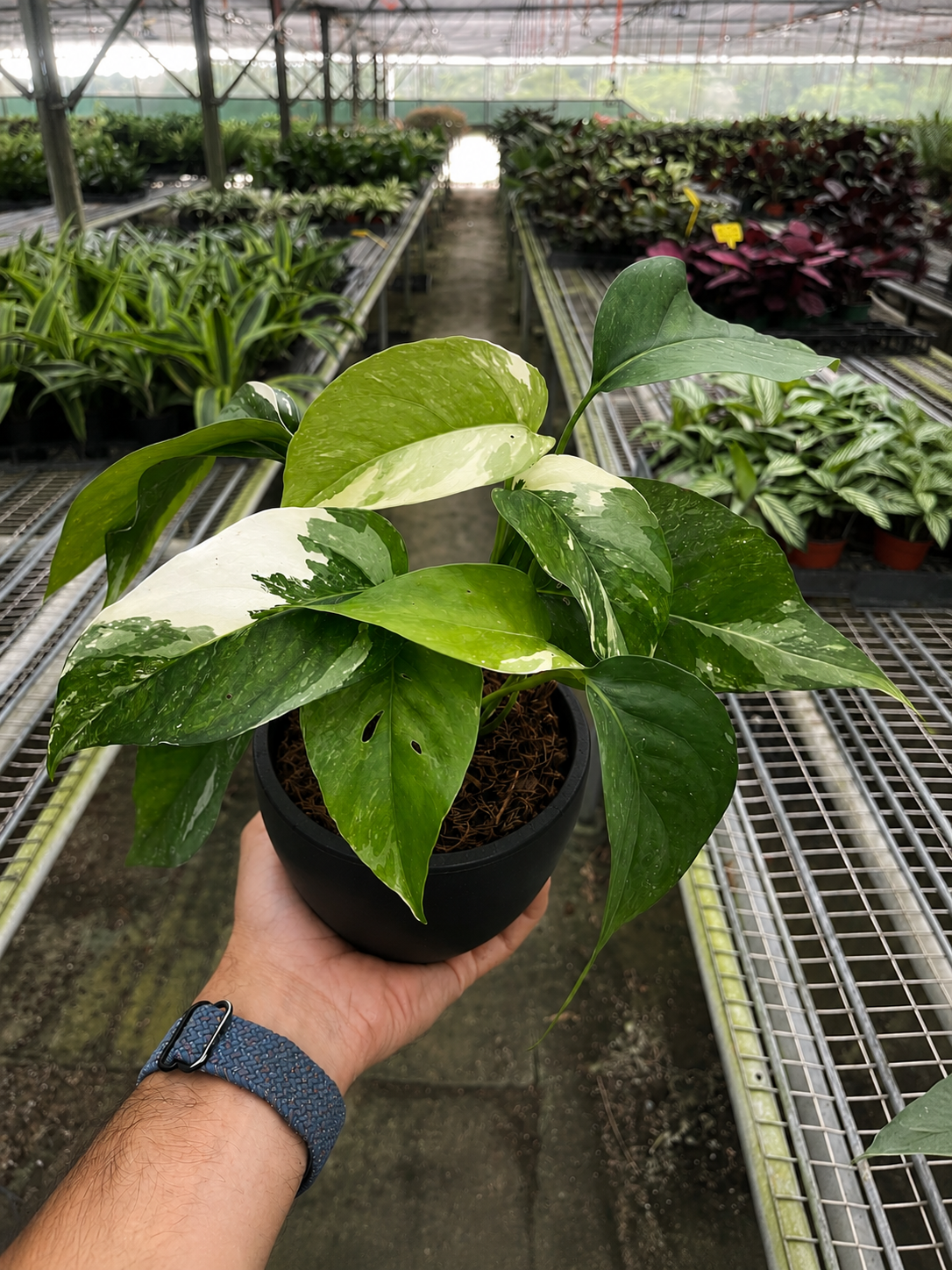 Pothos 'Albo Variegata'-Indoor Plants-The Succulent Source