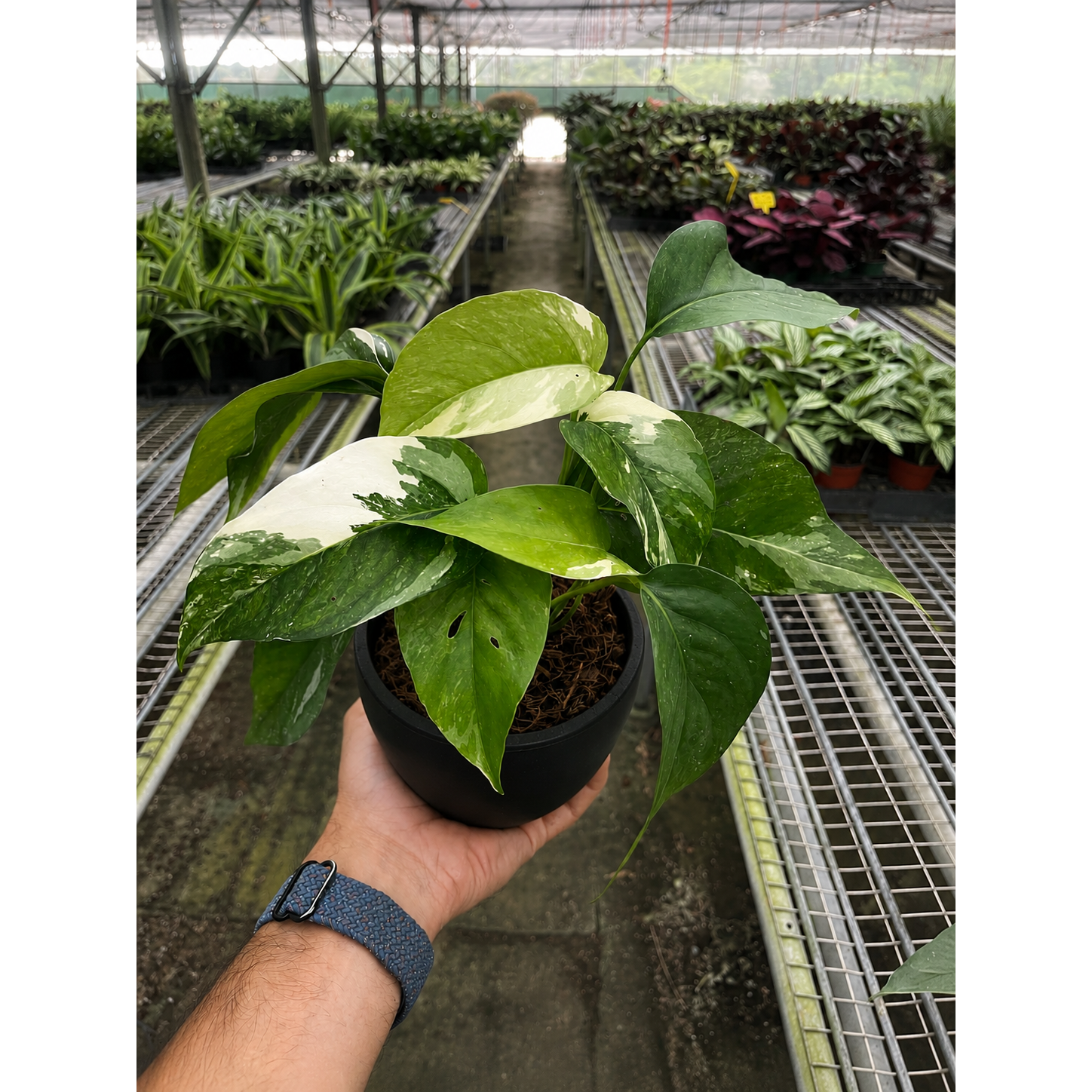 Pothos 'Albo Variegata'-Indoor Plants-The Succulent Source