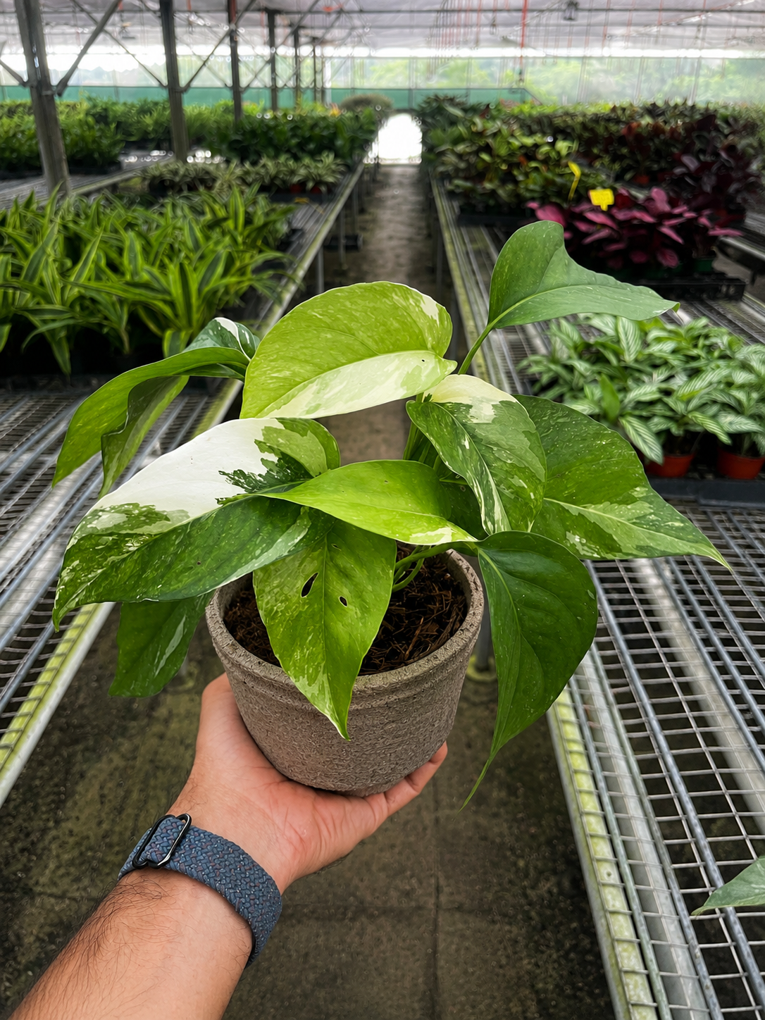 Pothos 'Albo Variegata'-Indoor Plants-The Succulent Source