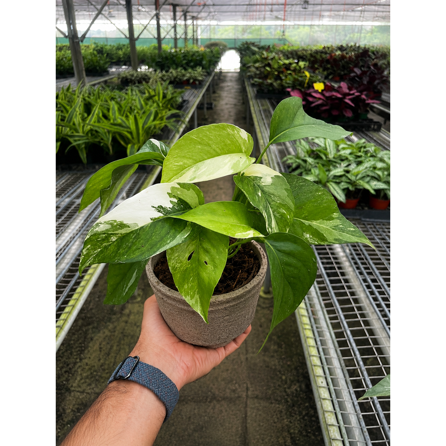 Pothos 'Albo Variegata'-Indoor Plants-The Succulent Source