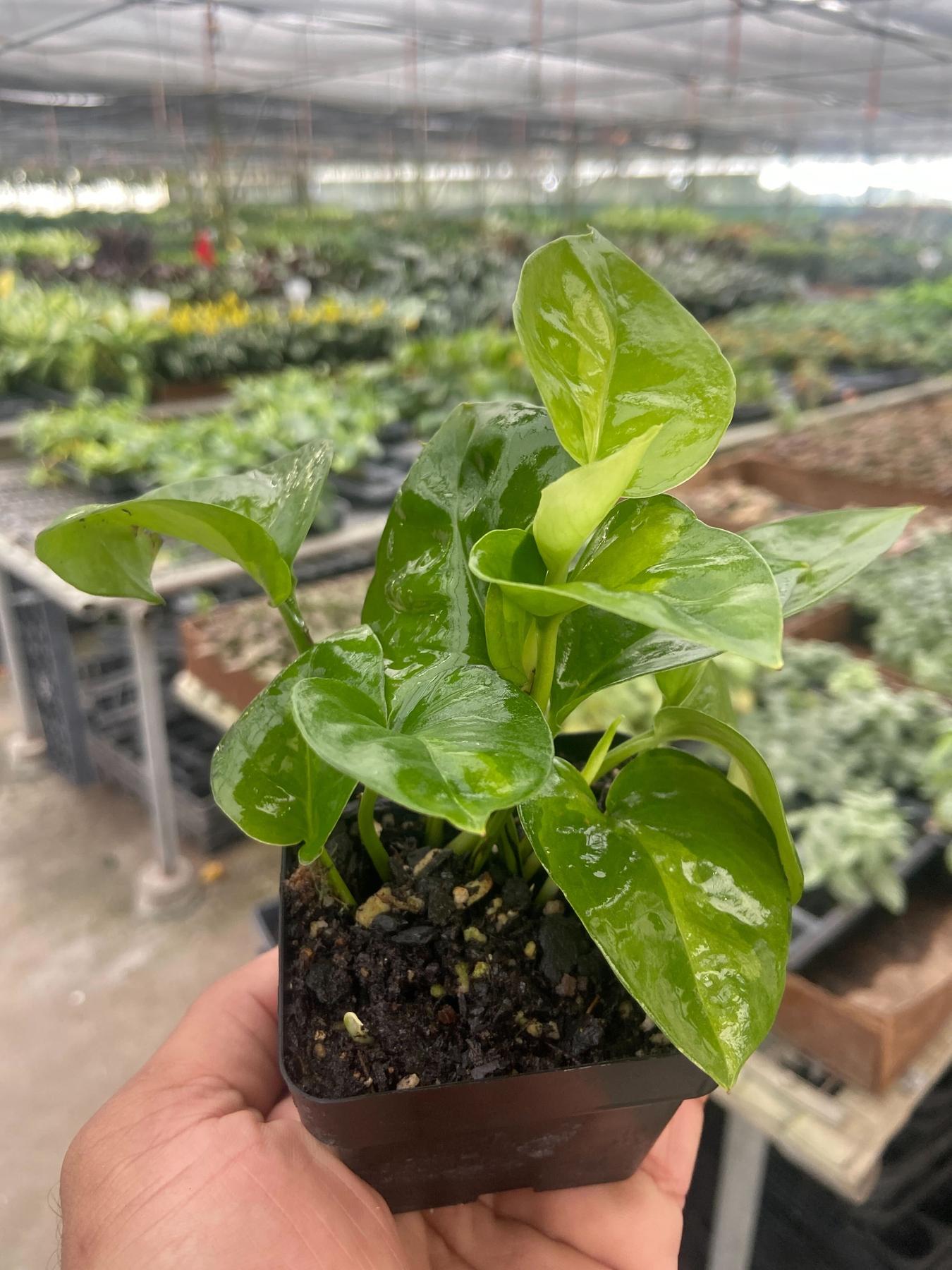 Pothos Global Green-Indoor Plants-The Succulent Source