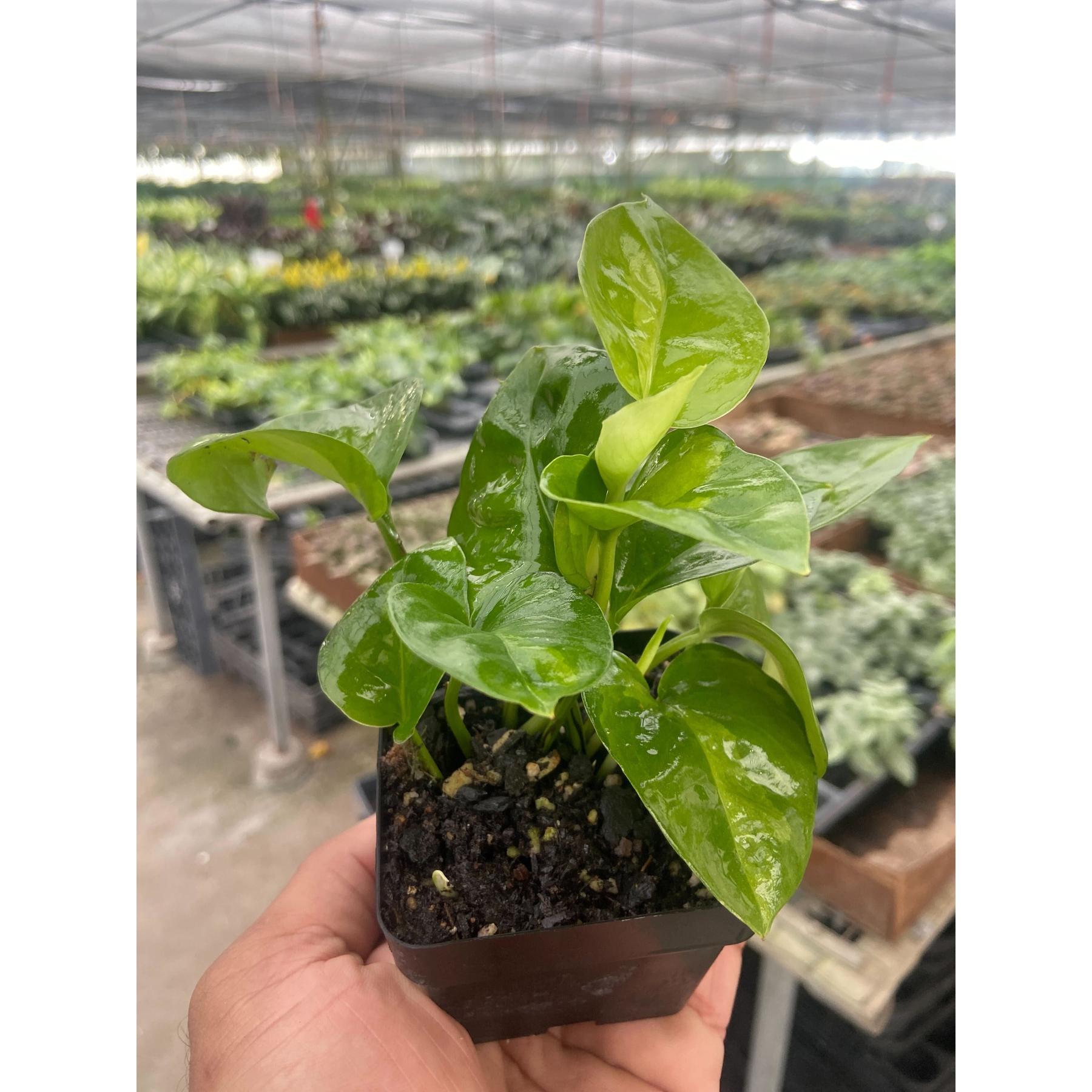 Pothos Global Green-Indoor Plants-The Succulent Source