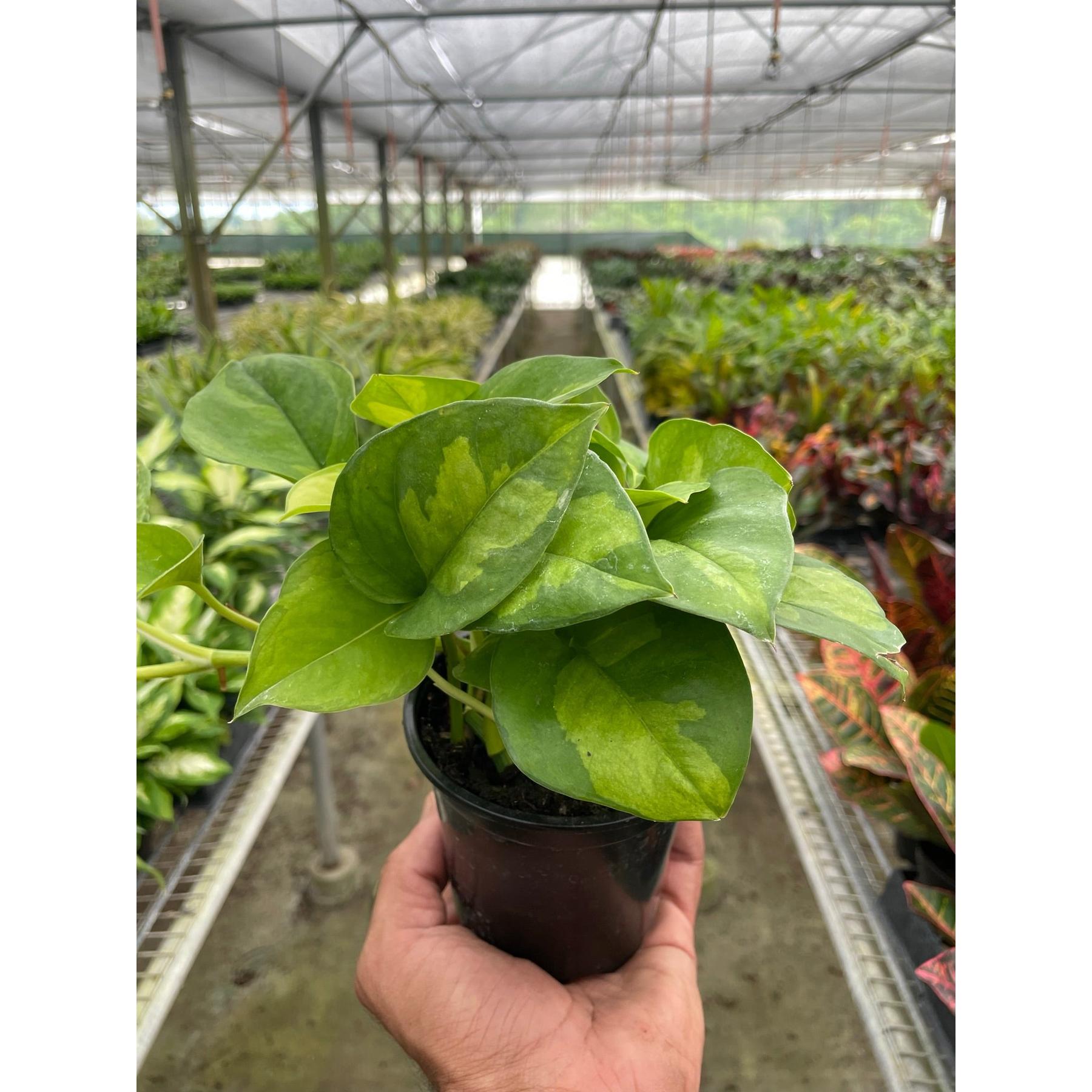 Pothos Global Green-Indoor Plants-The Succulent Source