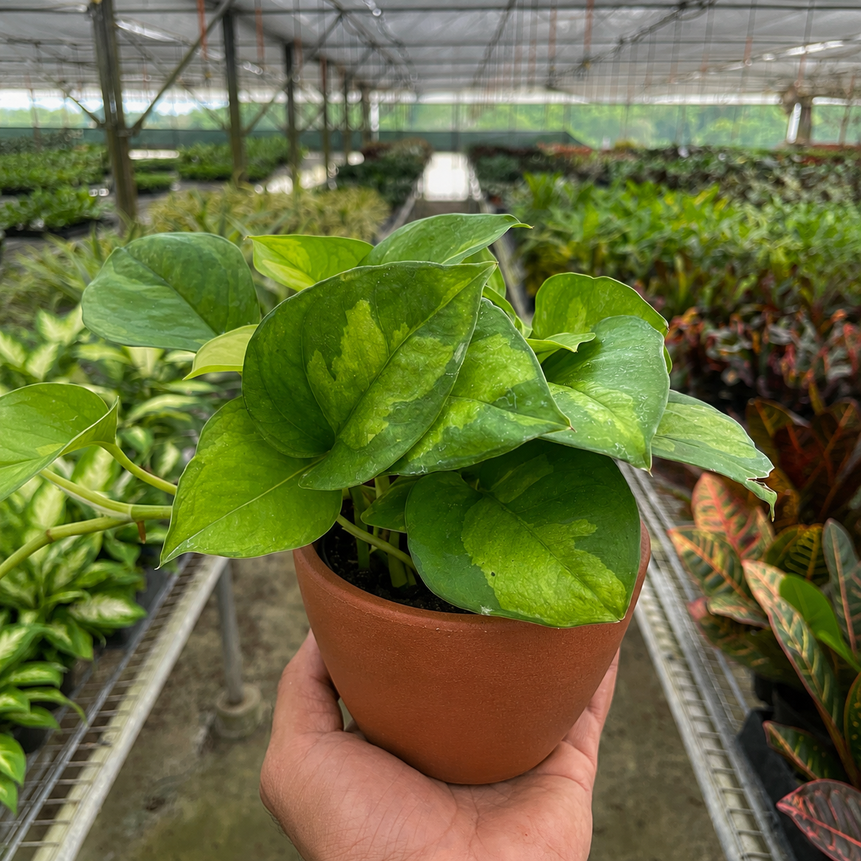 Pothos Global Green-Indoor Plants-The Succulent Source