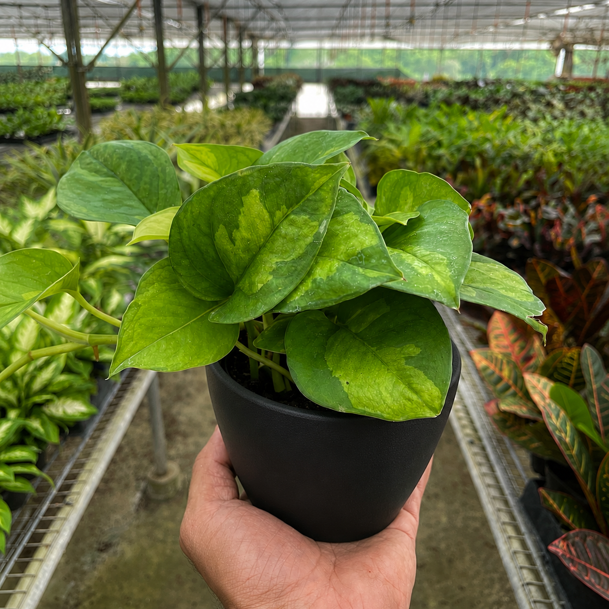 Pothos Global Green-Indoor Plants-The Succulent Source