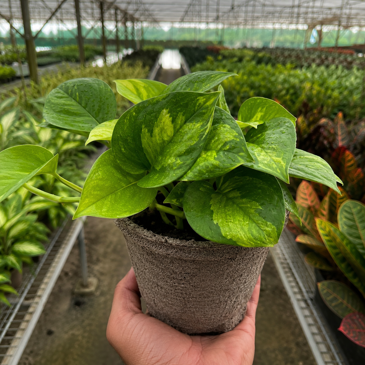 Pothos Global Green-Indoor Plants-The Succulent Source