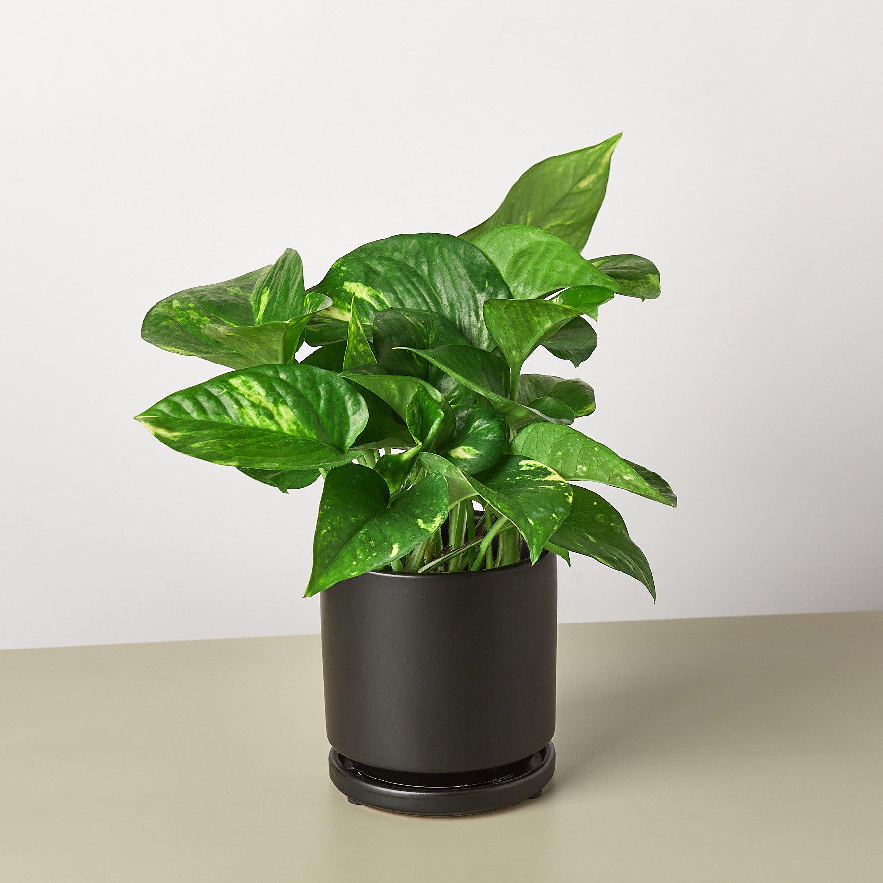 Pothos 'Golden'-Indoor Plants-The Succulent Source