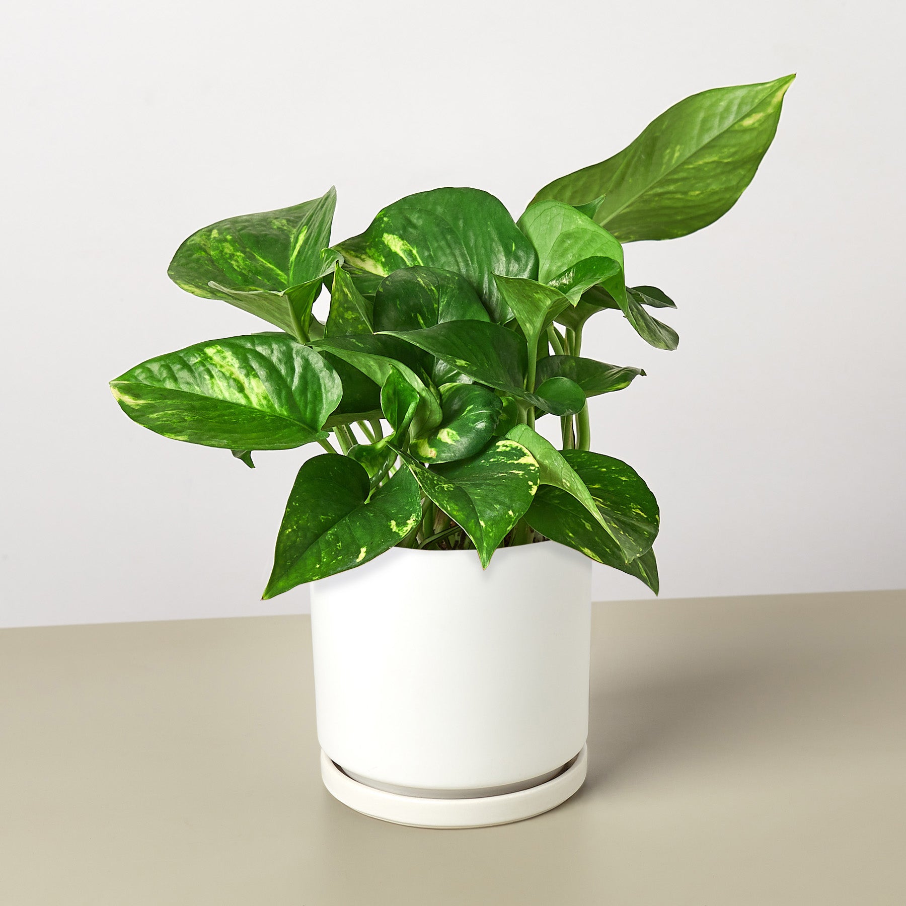 Pothos 'Golden'-Indoor Plants-The Succulent Source