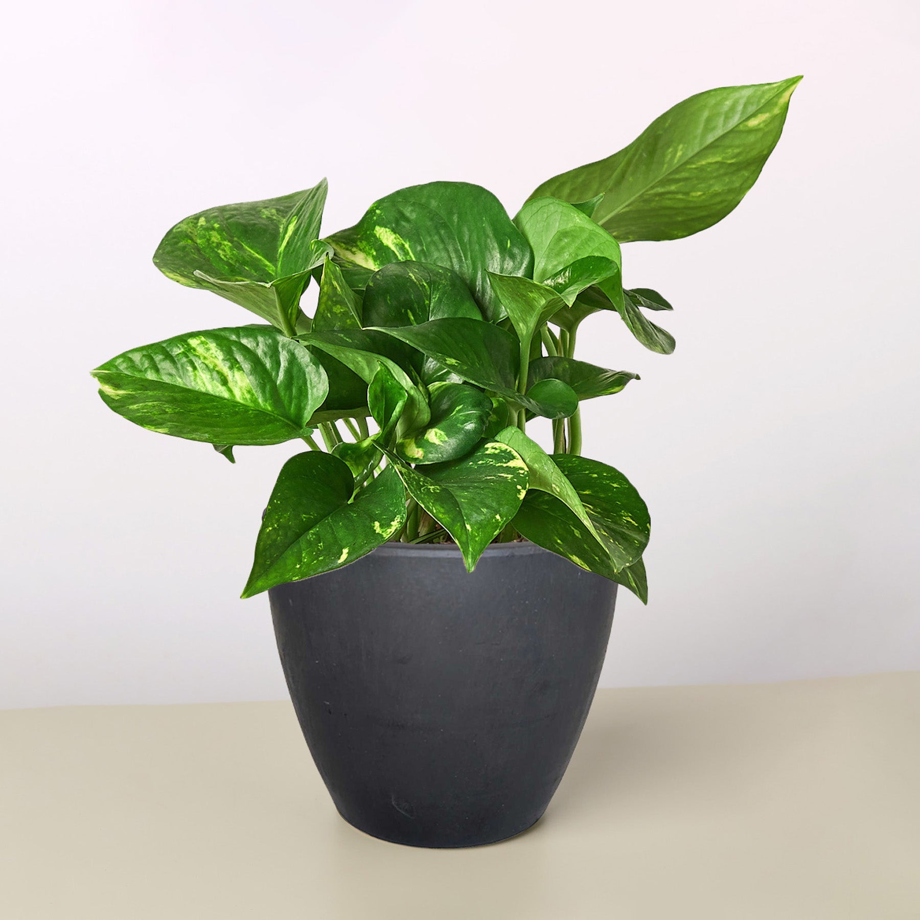 Pothos 'Golden'-Indoor Plants-The Succulent Source