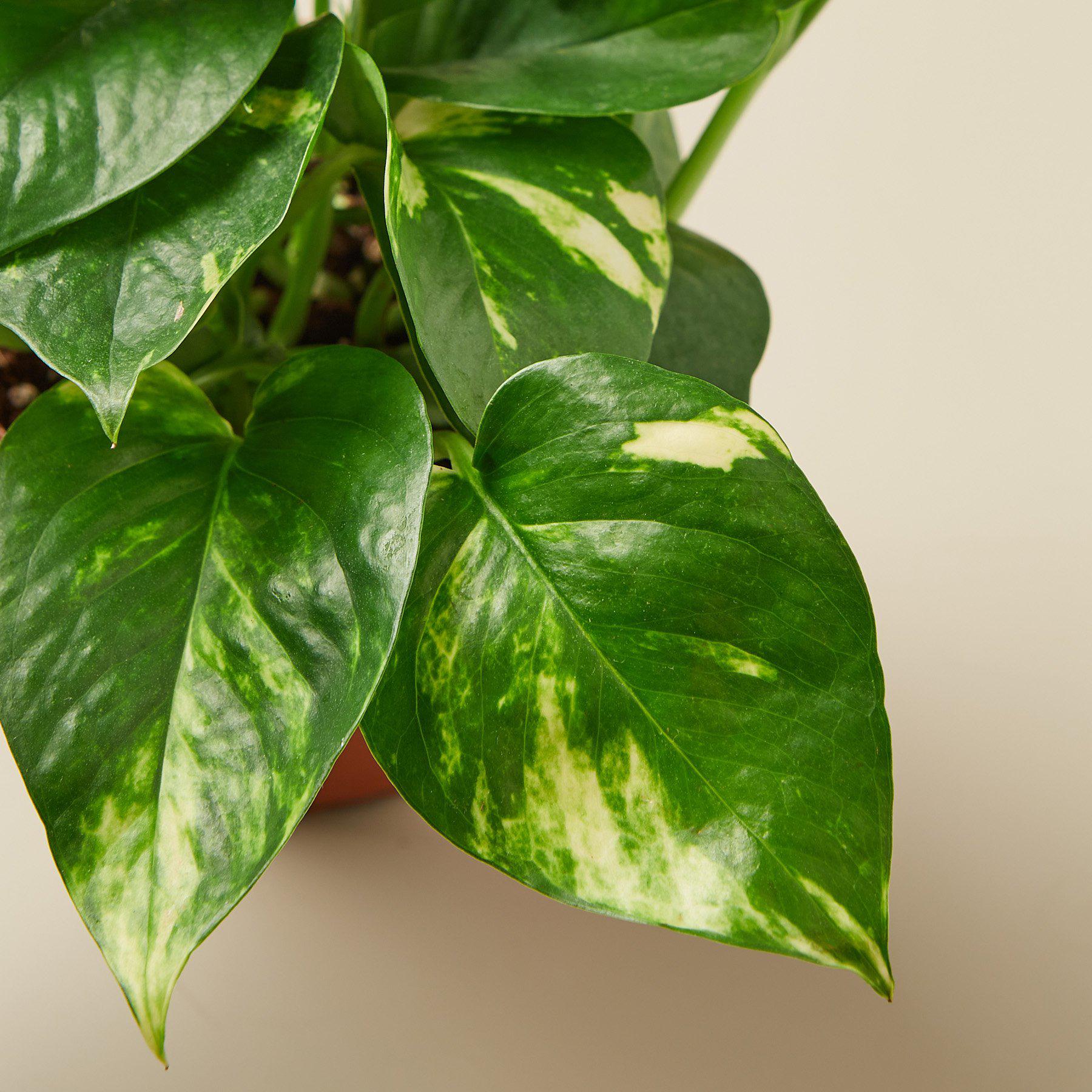 Pothos 'Golden'-Indoor Plants-The Succulent Source