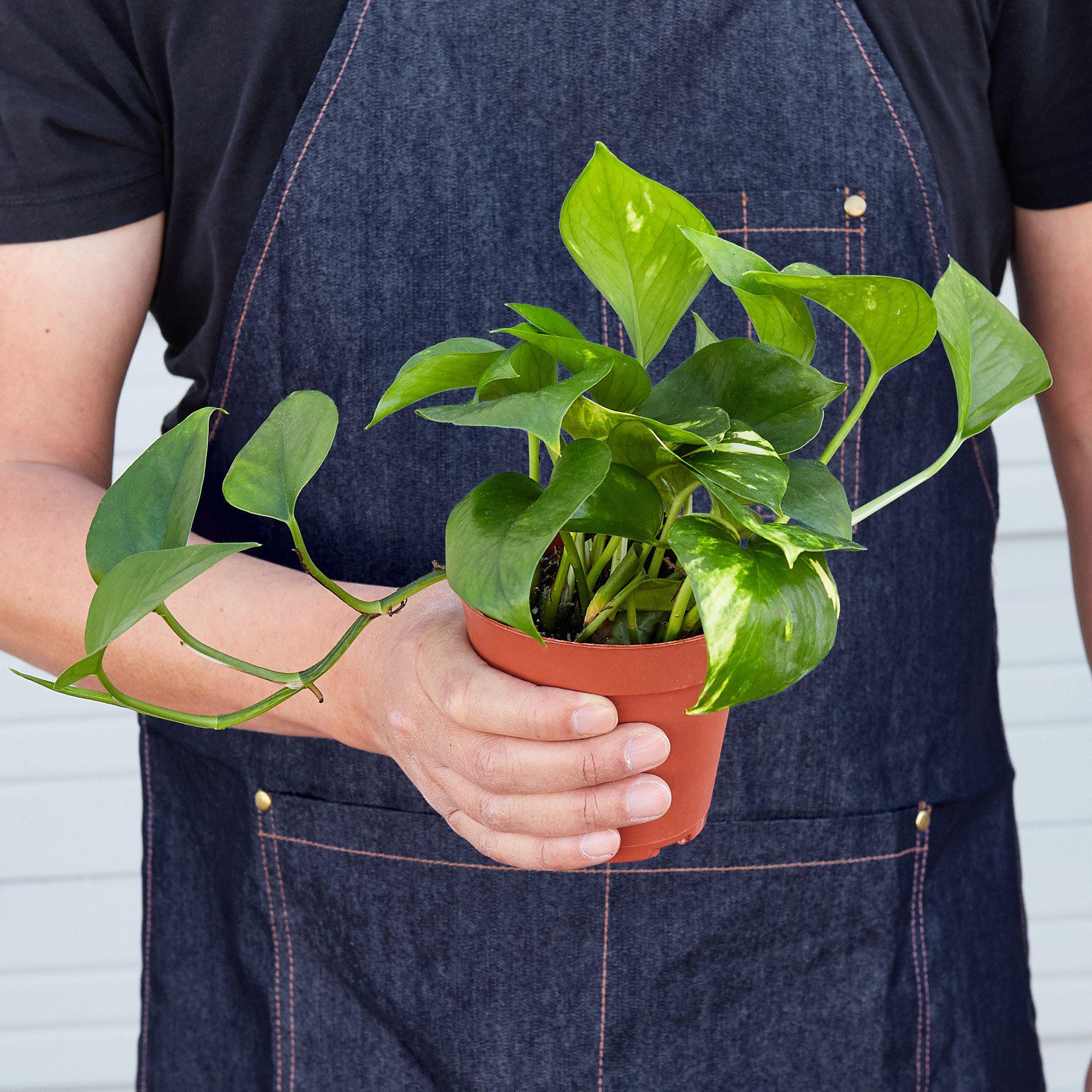 Pothos 'Golden'-Indoor Plants-The Succulent Source