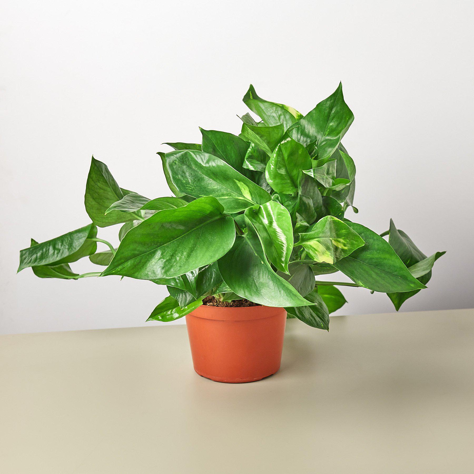 Pothos 'Golden'-Indoor Plants-The Succulent Source