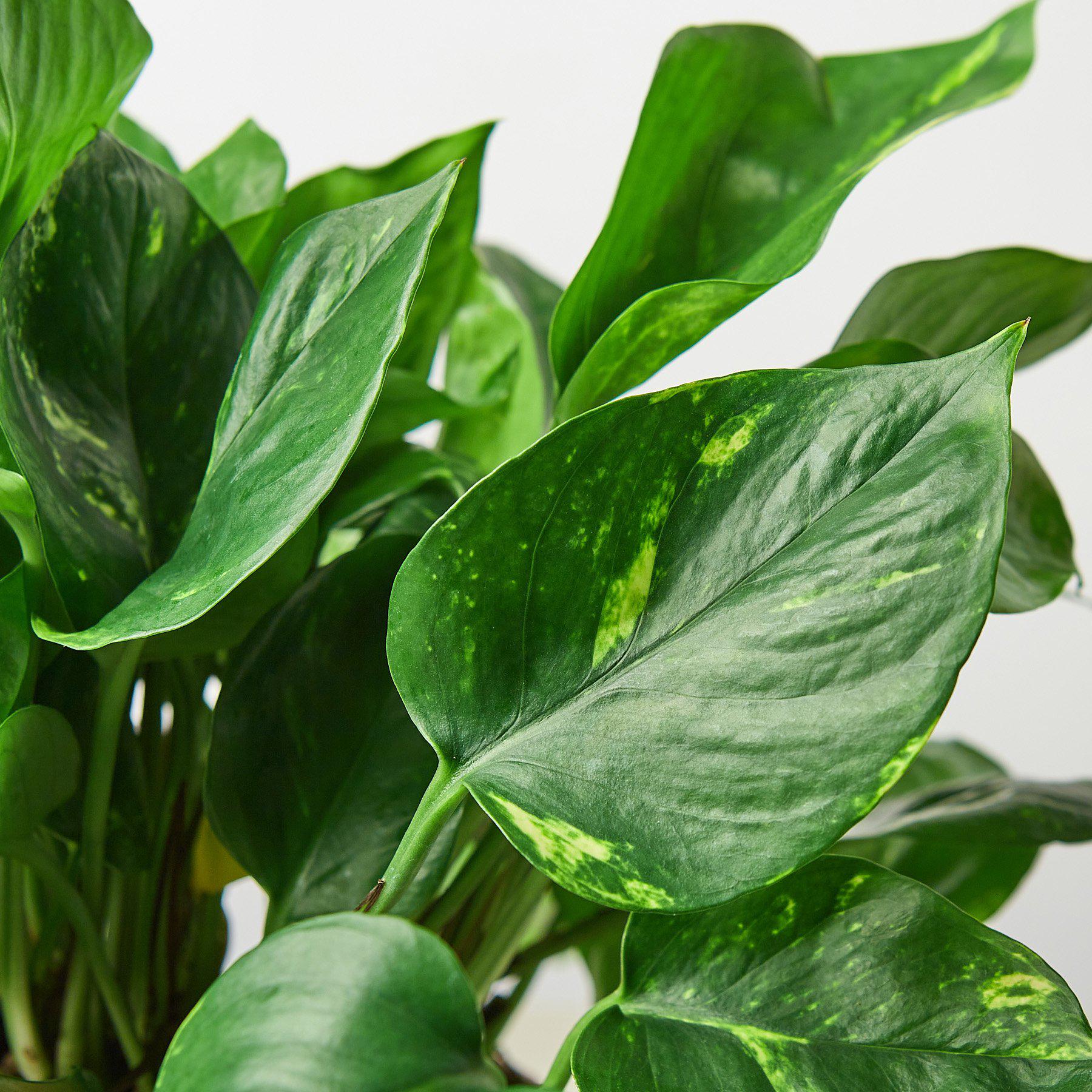Pothos 'Golden'-Indoor Plants-The Succulent Source