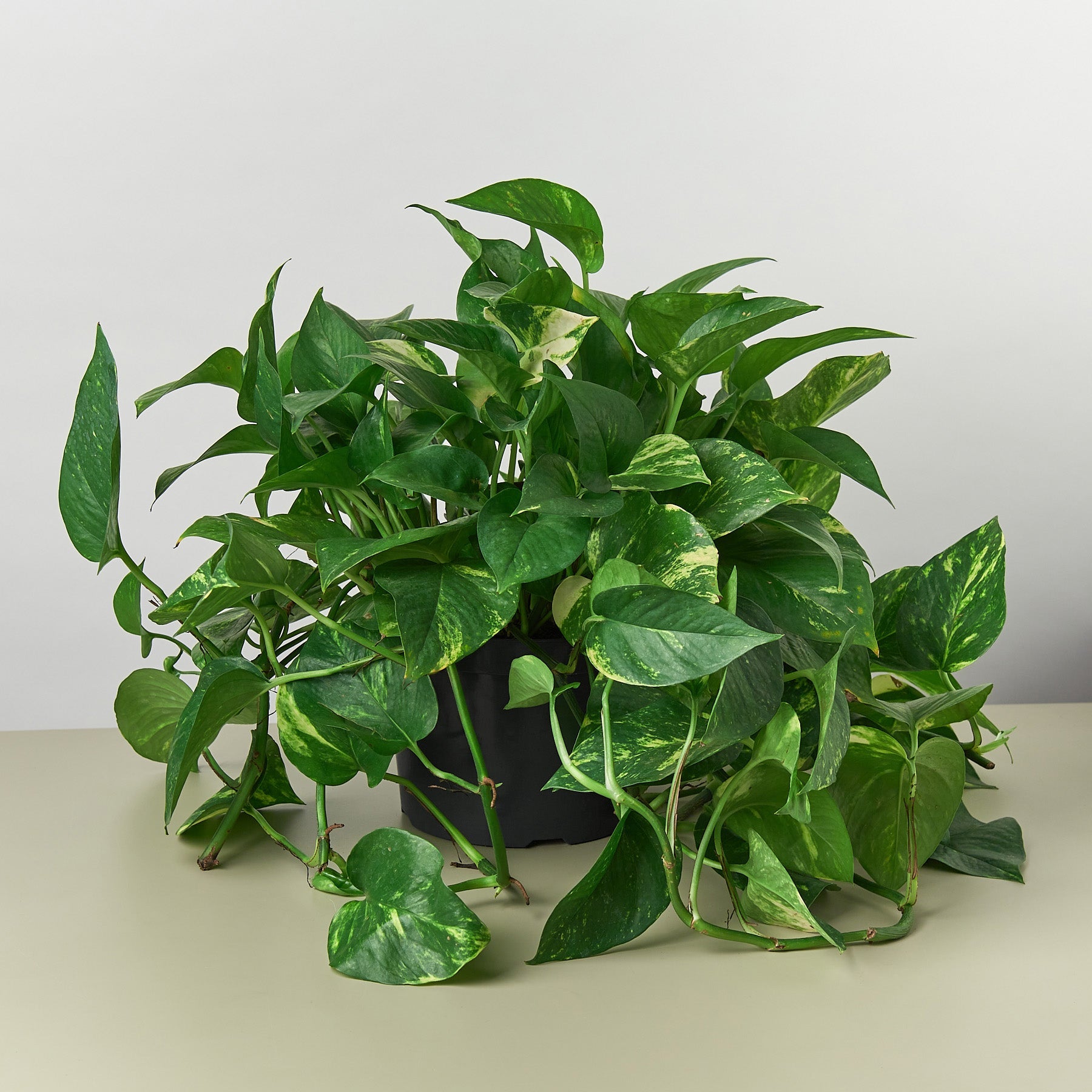 Pothos 'Golden'-Indoor Plants-The Succulent Source