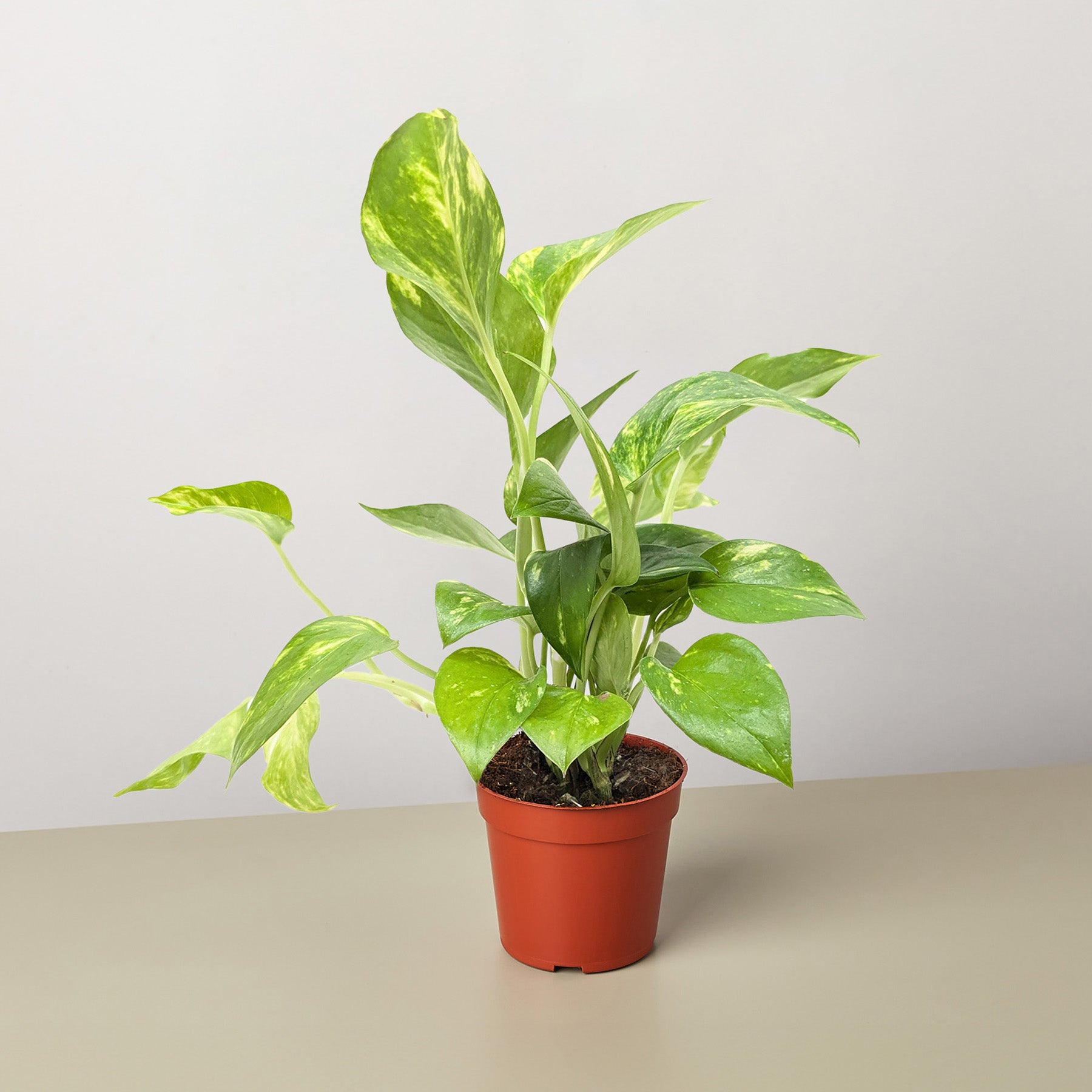 Pothos 'Golden'-Indoor Plants-The Succulent Source