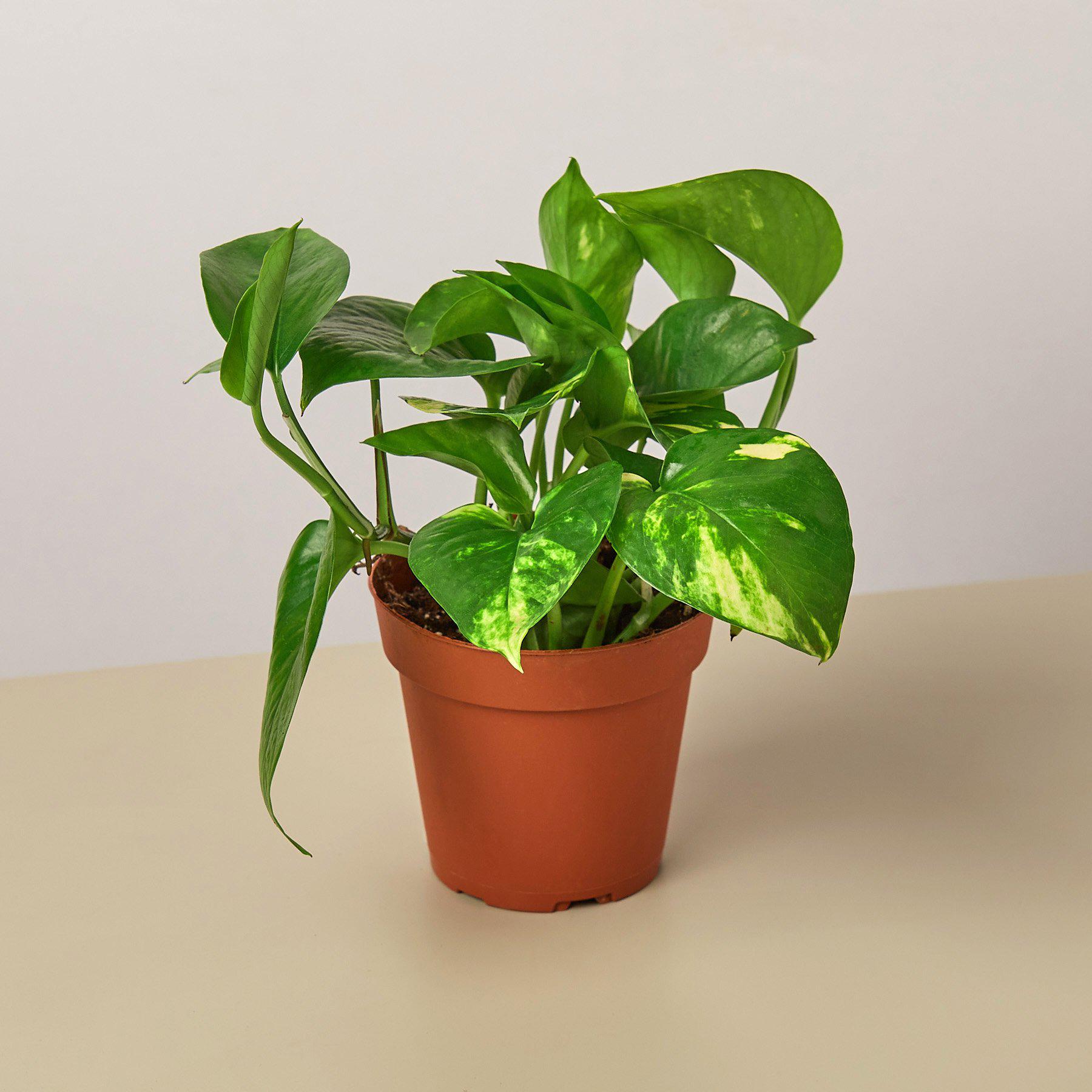 Pothos 'Golden'-Indoor Plants-The Succulent Source