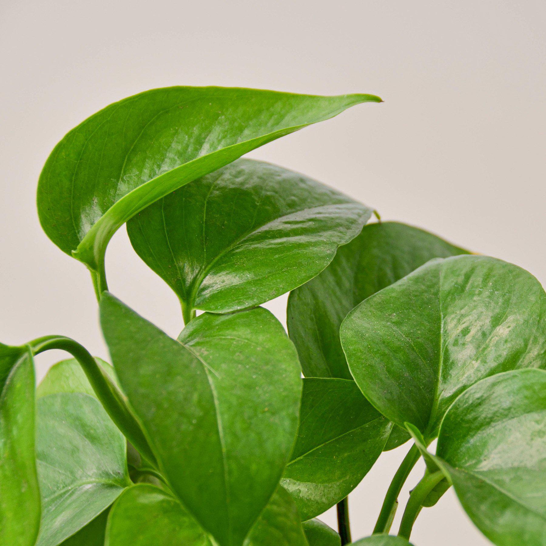 Pothos 'Green Queen'-Indoor Plants-The Succulent Source