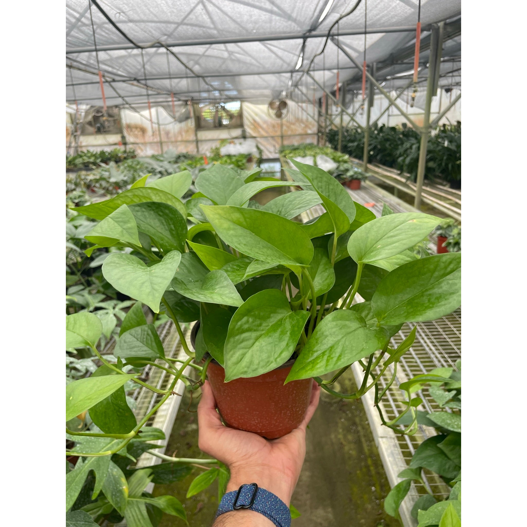 Pothos 'Green Queen'-Indoor Plants-The Succulent Source
