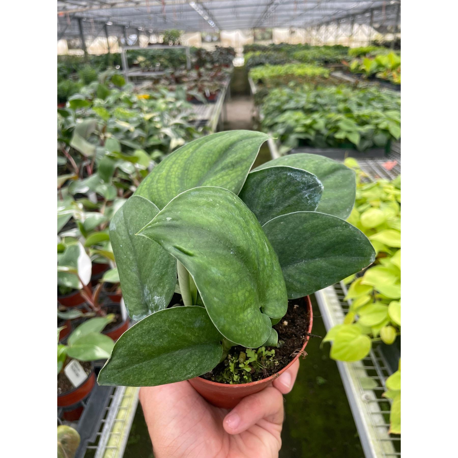 Pothos Jade Satin-Indoor Plants-The Succulent Source