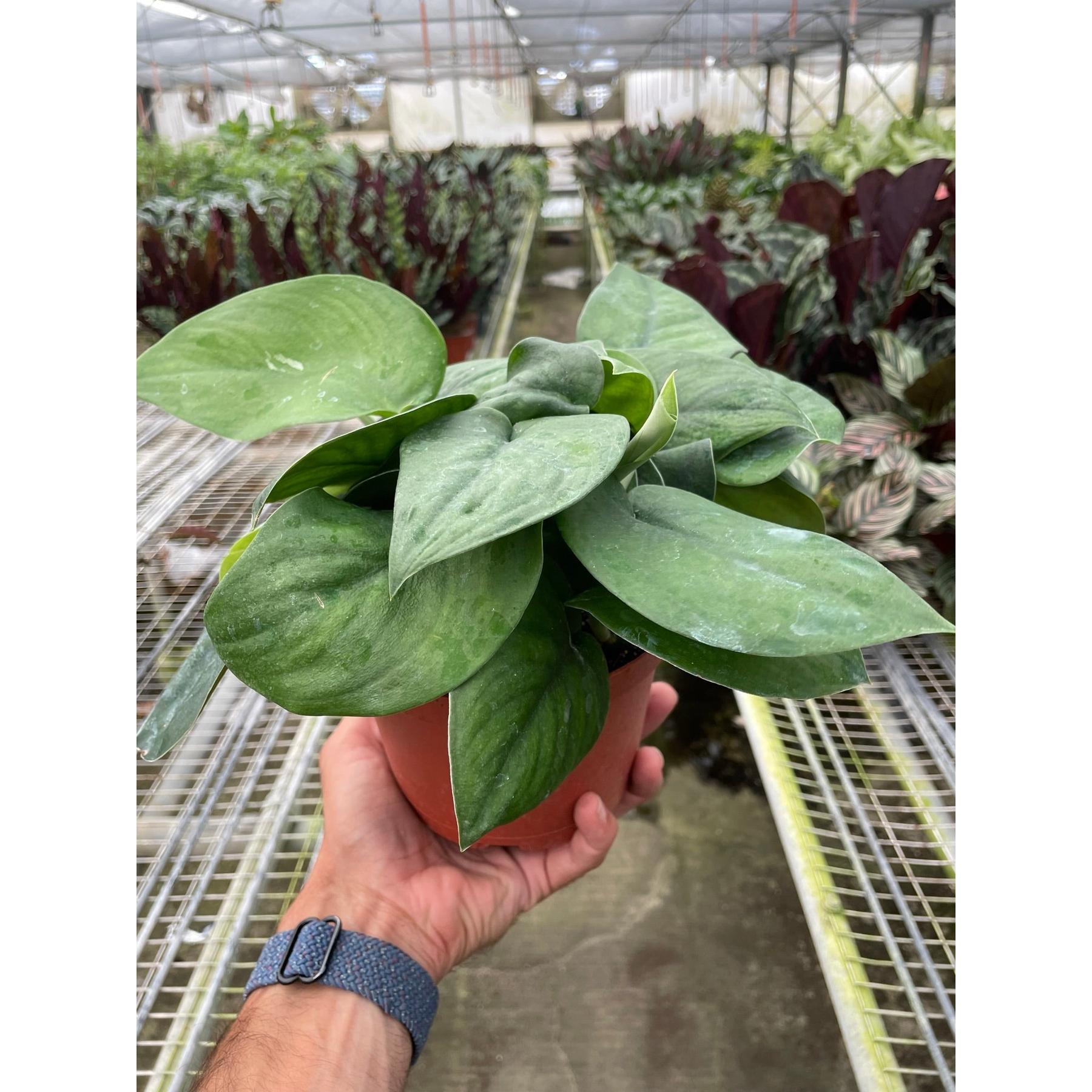 Pothos Jade Satin-Indoor Plants-The Succulent Source
