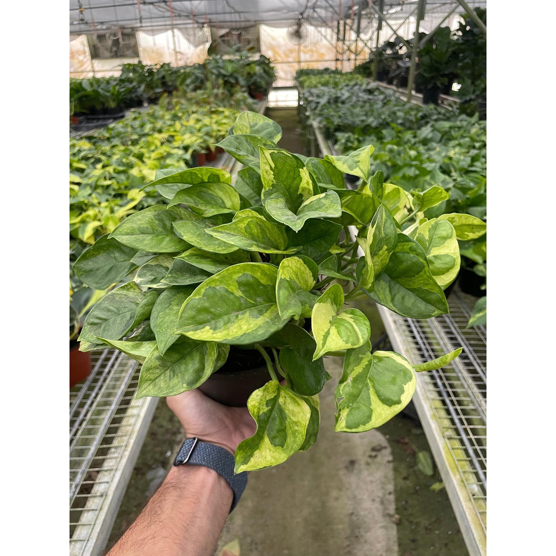 Pothos 'Lemon Meringue'-Indoor Plants-The Succulent Source