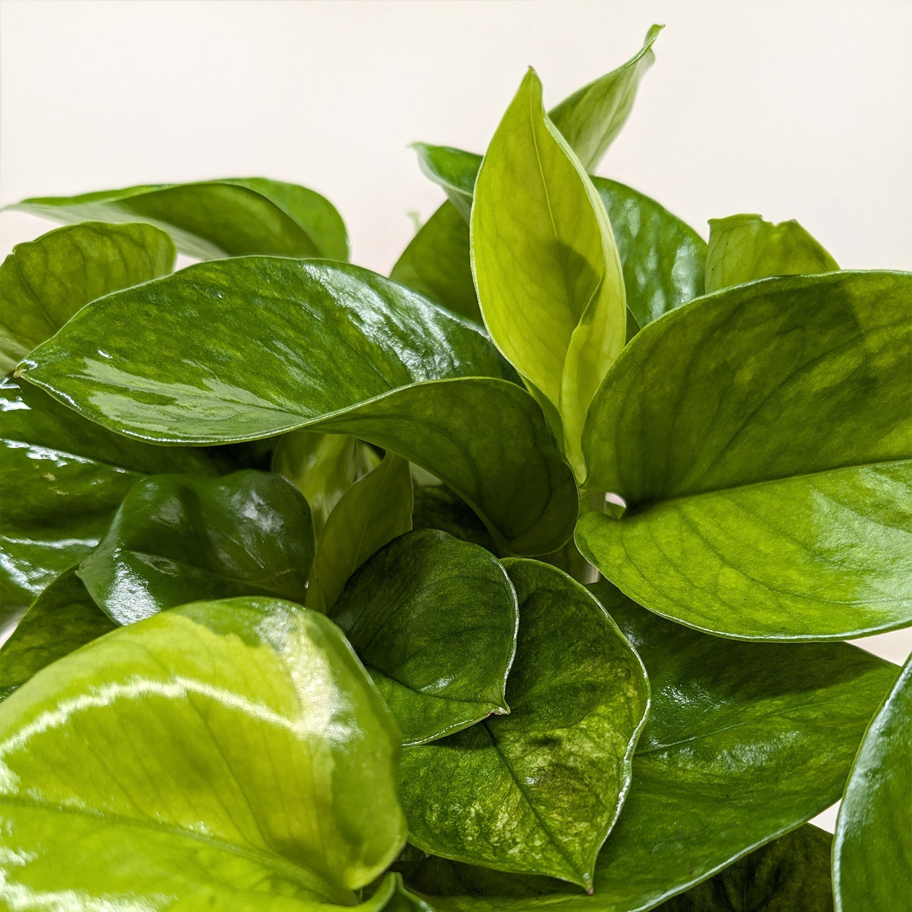 Pothos 'Lemon Top'-Indoor Plants-The Succulent Source