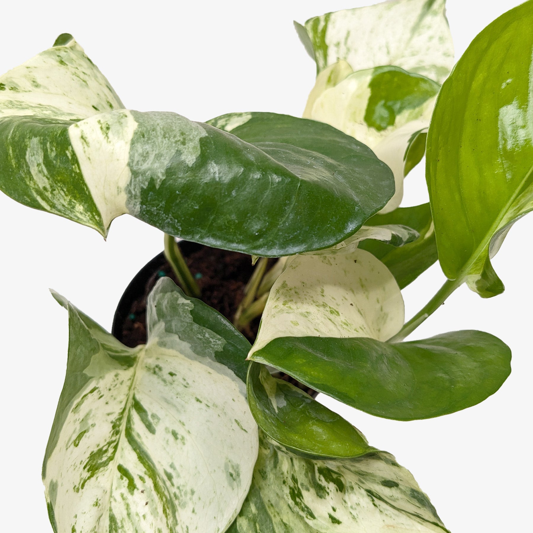 Pothos 'Manjula'-The Succulent Source