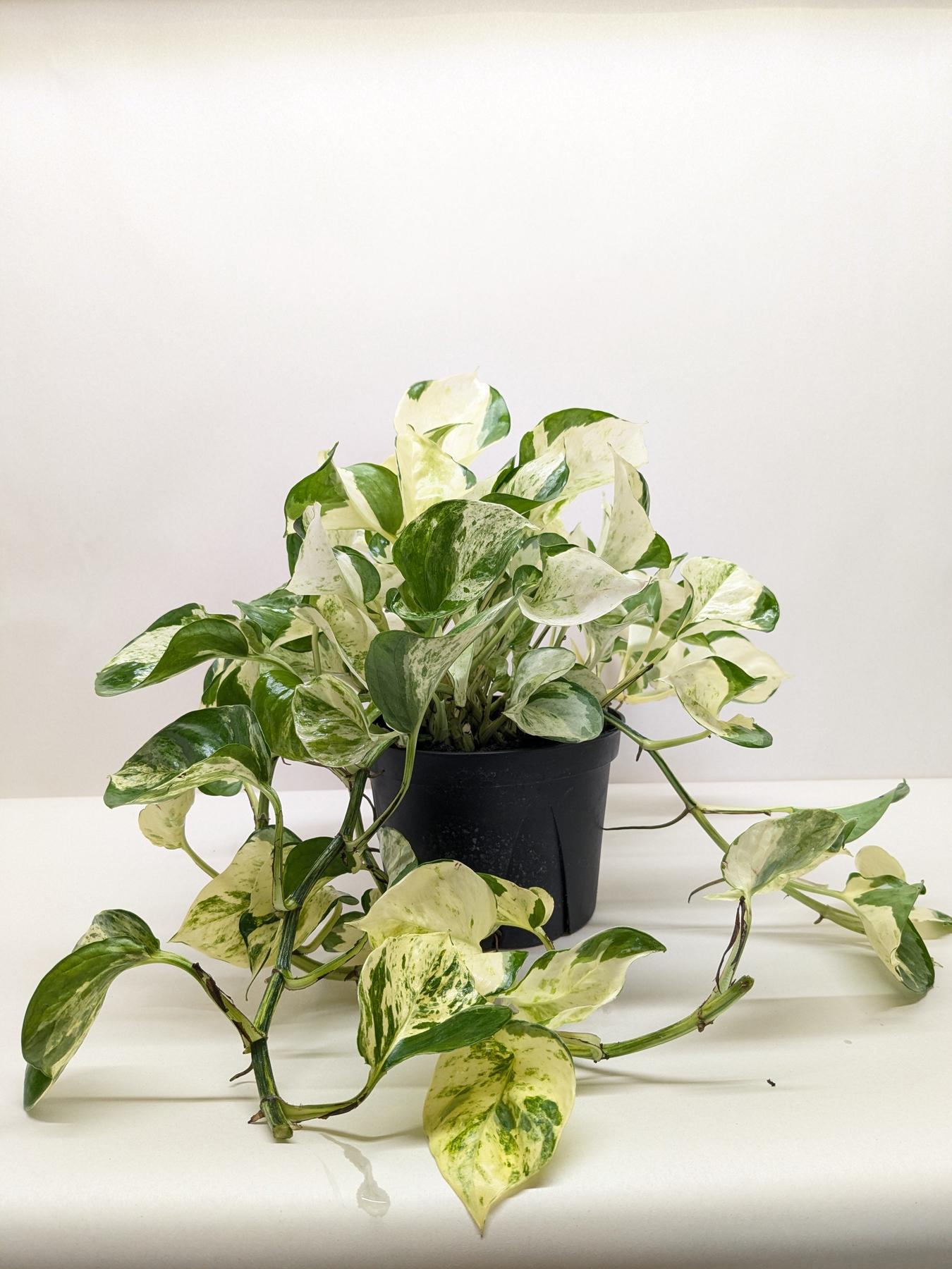 Pothos 'Manjula'-The Succulent Source