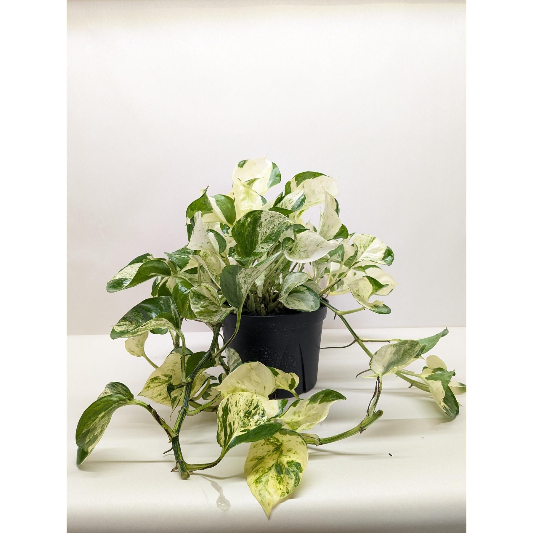 Pothos 'Manjula'-The Succulent Source