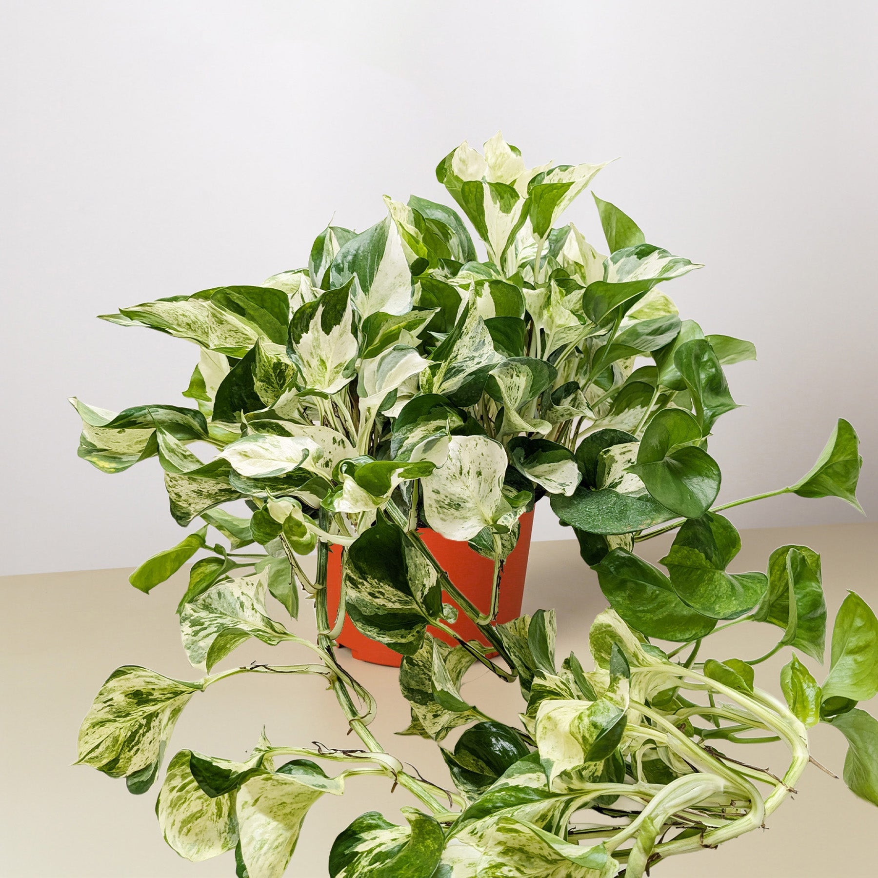 Pothos 'Manjula'-The Succulent Source