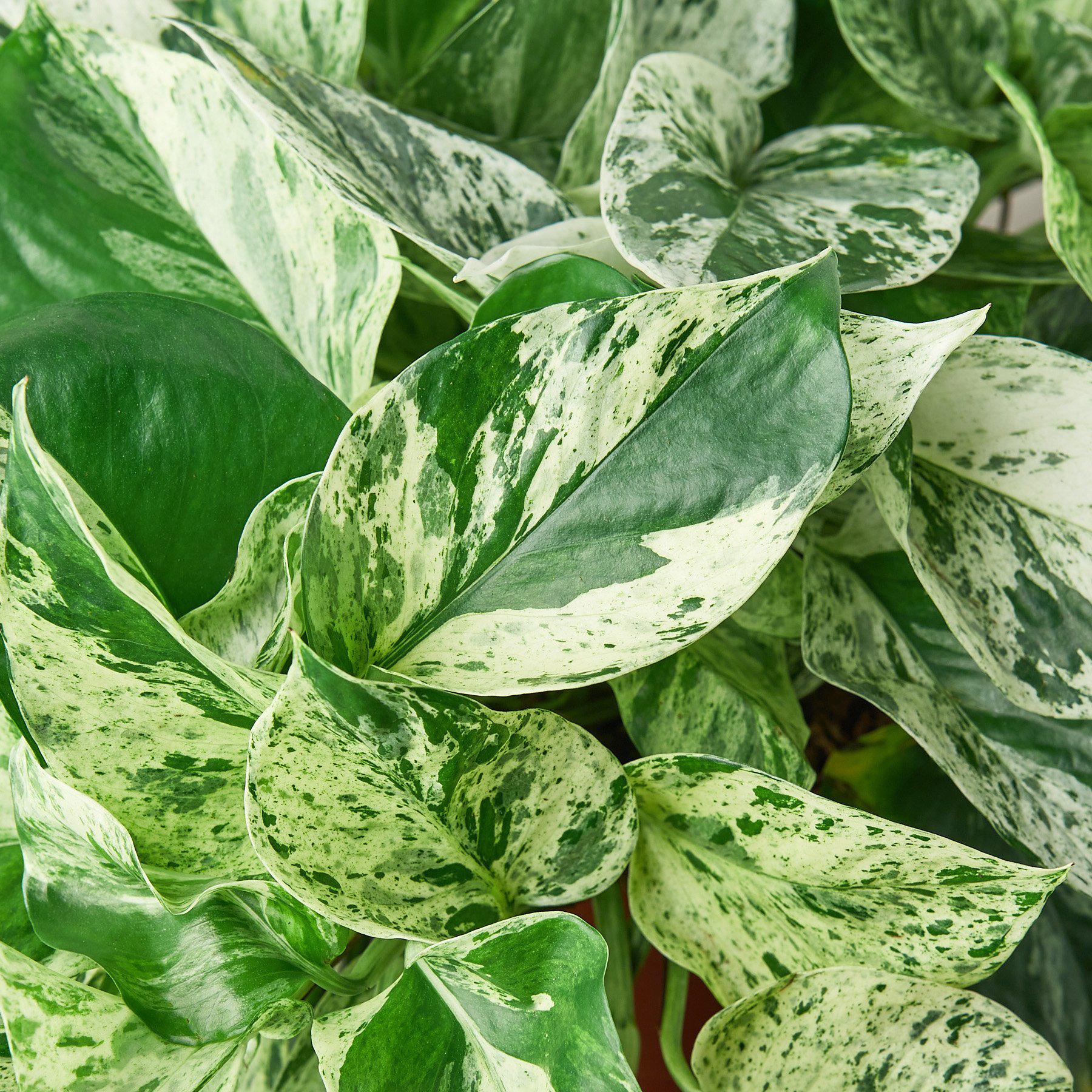 Pothos 'Marble Queen'-Indoor Plants-The Succulent Source