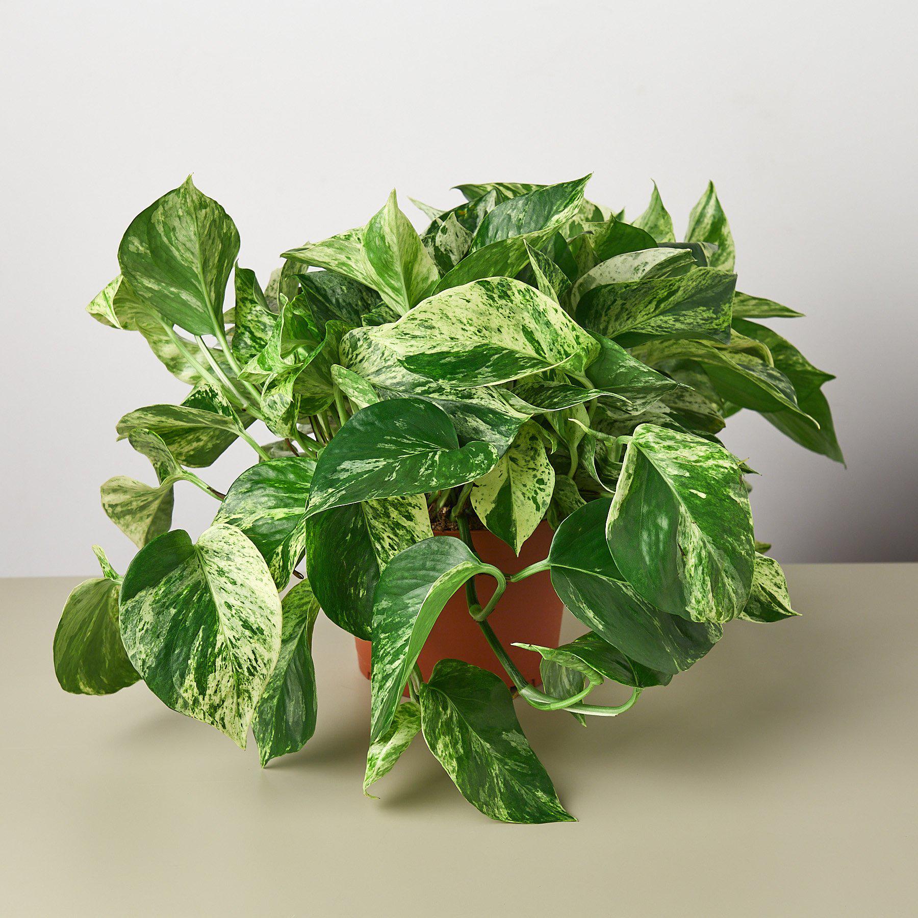 Pothos 'Marble Queen'-Indoor Plants-The Succulent Source