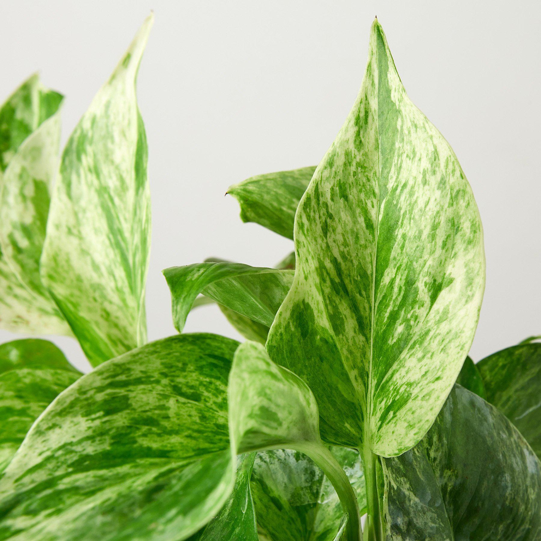 Pothos 'Marble Queen'-Indoor Plants-The Succulent Source
