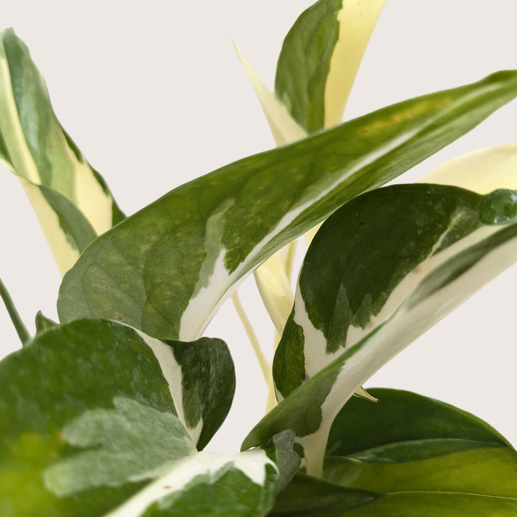 Pothos 'Mutant Manjula'-The Succulent Source