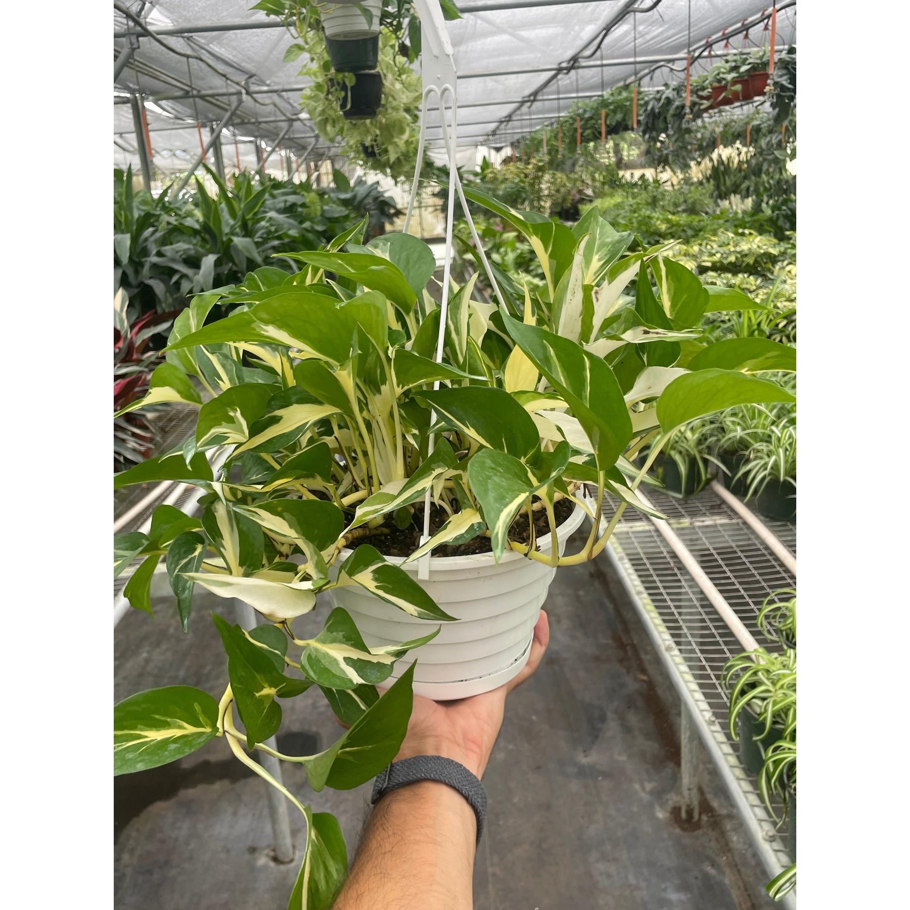 Pothos 'Mutant Manjula'-The Succulent Source