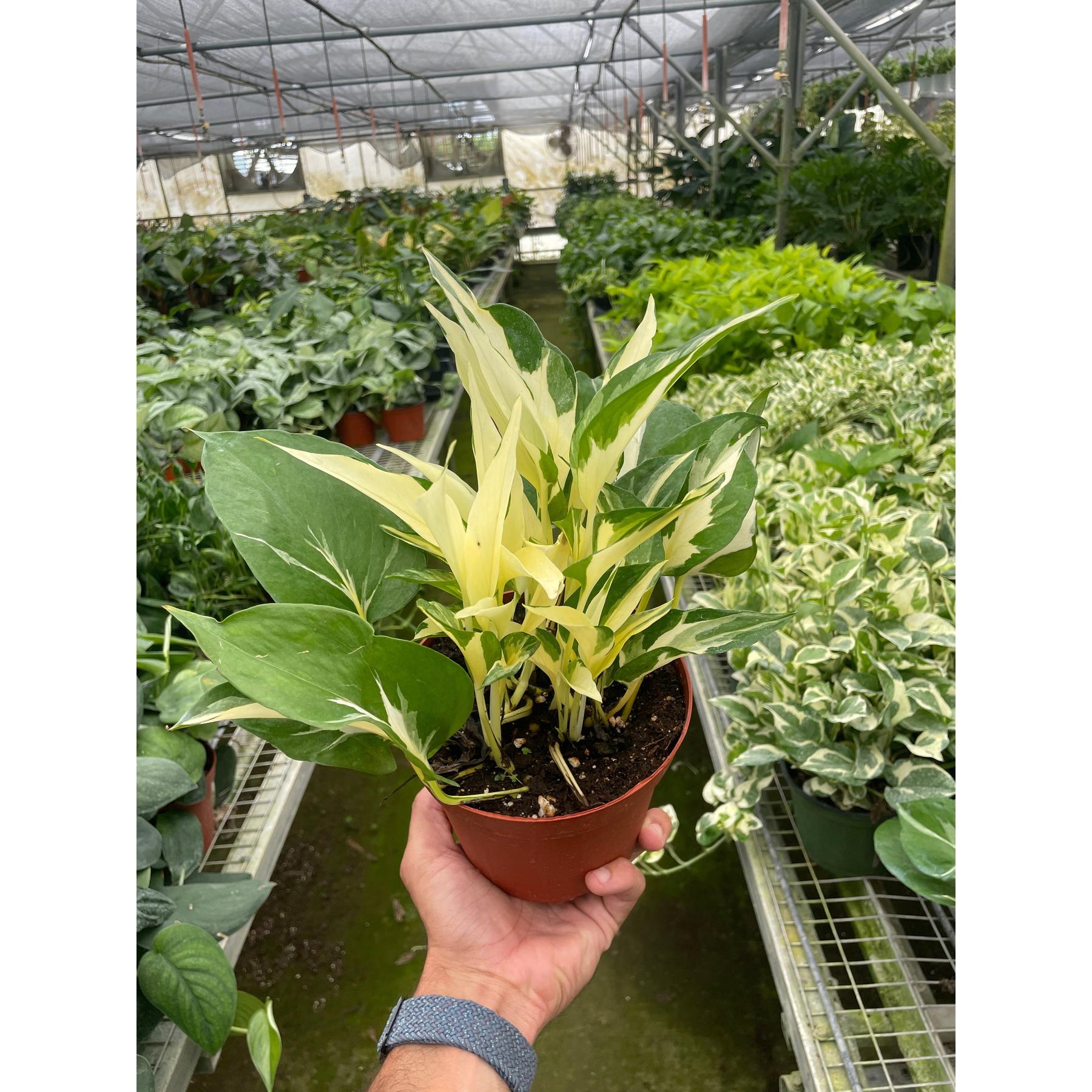 Pothos 'Mutant Manjula'-The Succulent Source