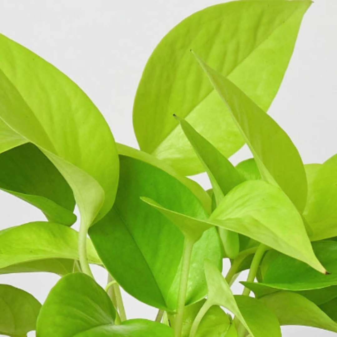 Pothos 'Neon'-Indoor Plants-The Succulent Source