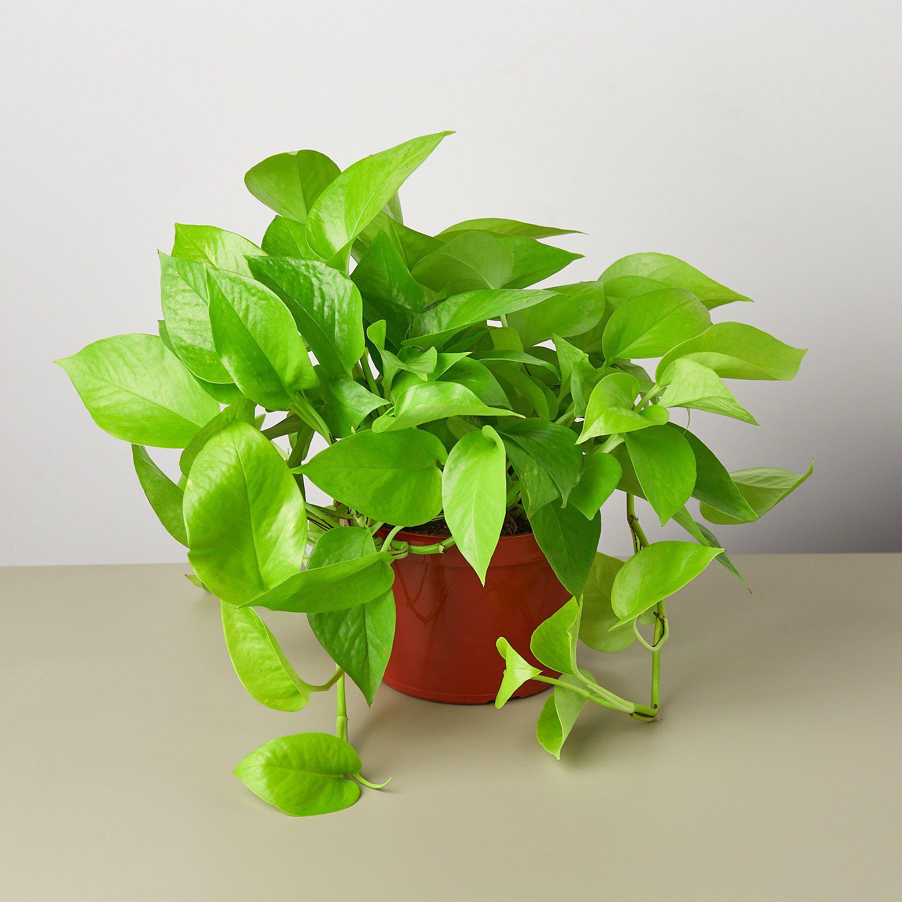 Pothos 'Neon'-Indoor Plants-The Succulent Source