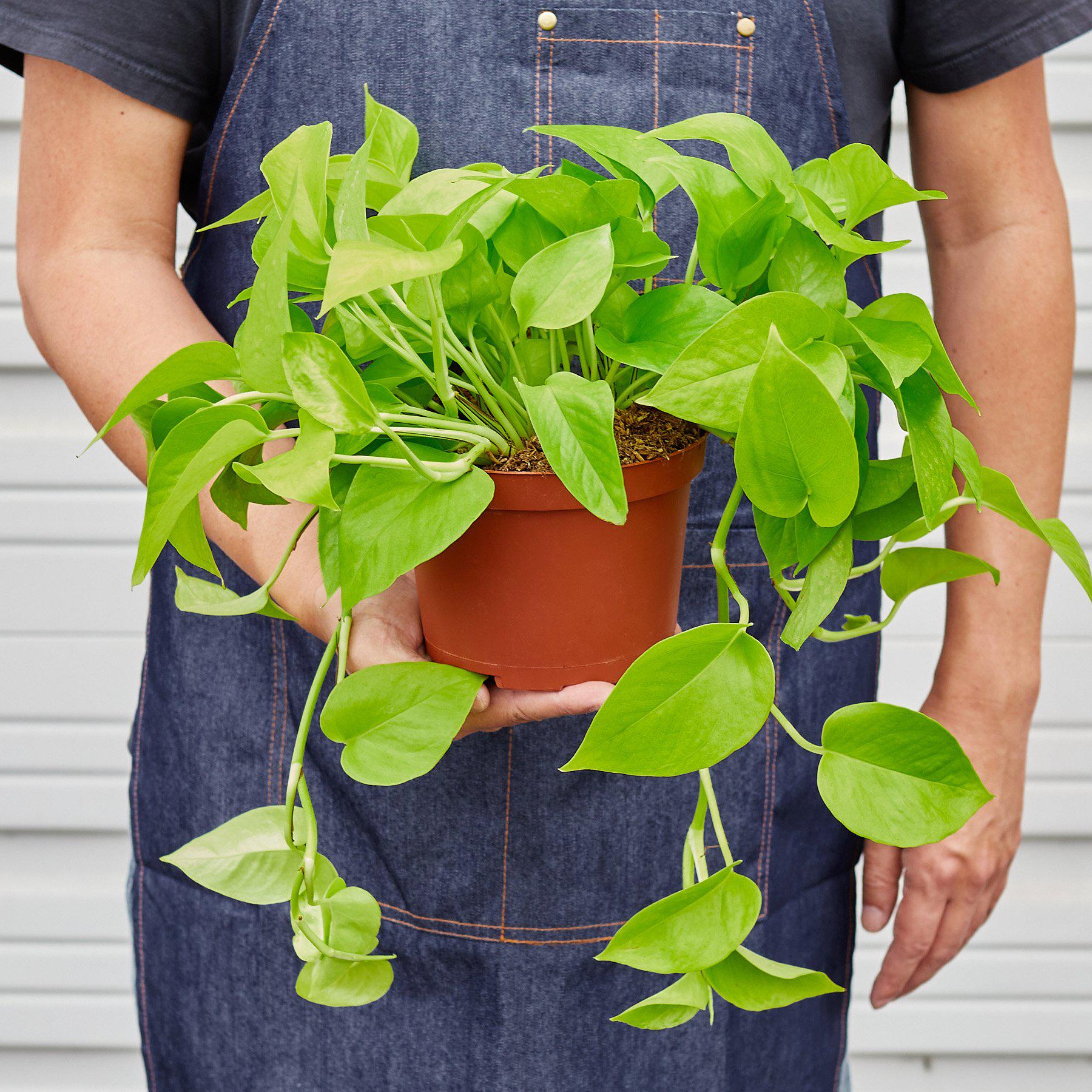 Pothos 'Neon'-Indoor Plants-The Succulent Source