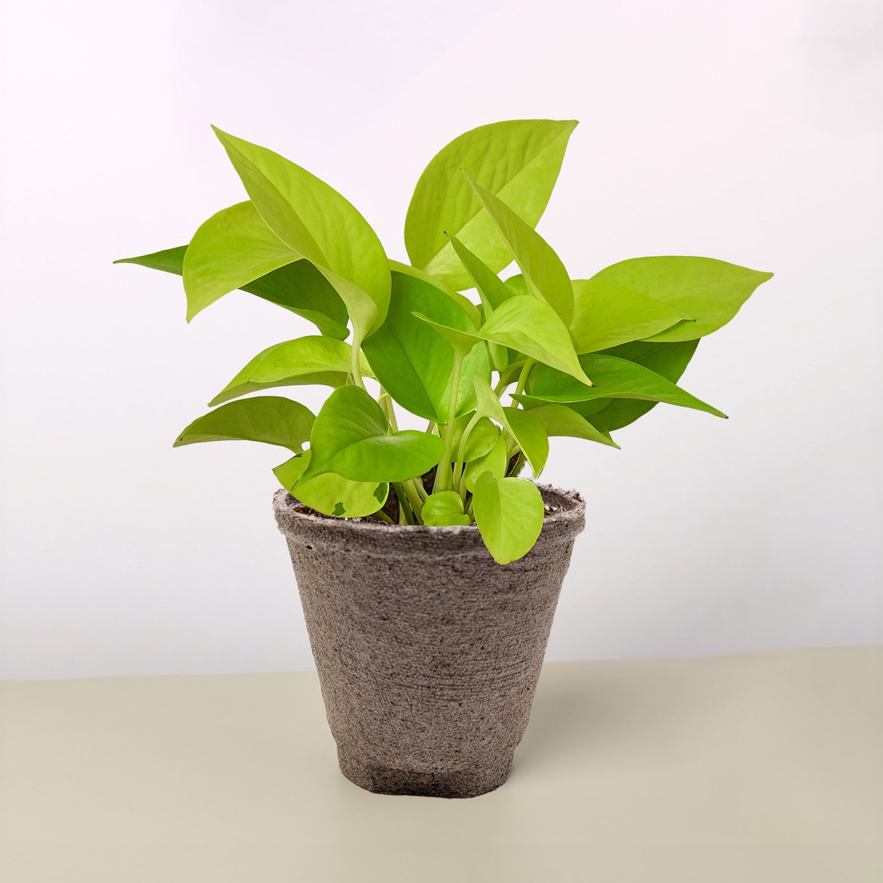 Pothos 'Neon'-Indoor Plants-The Succulent Source