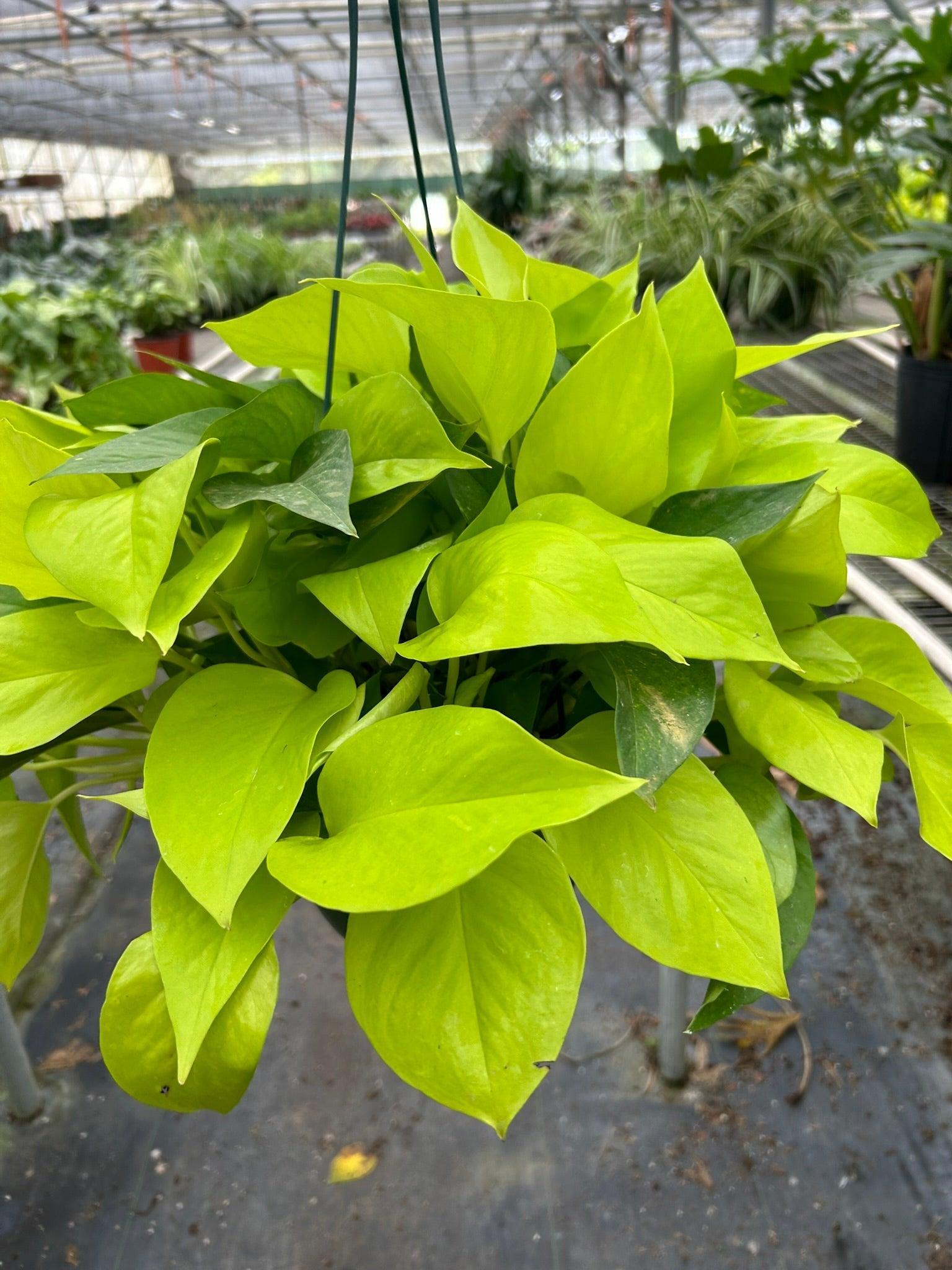 Pothos 'Neon'-Indoor Plants-The Succulent Source