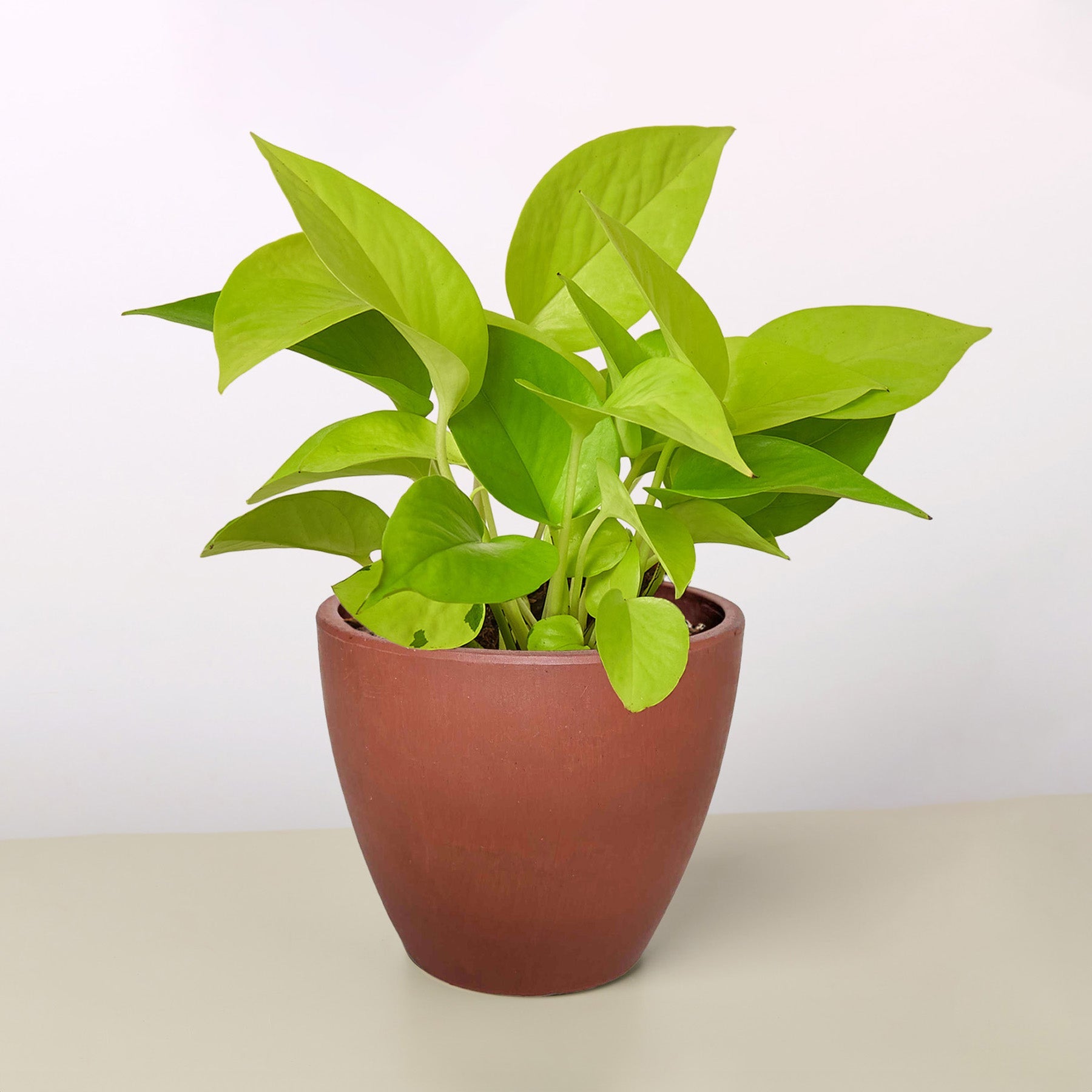 Pothos 'Neon'-Indoor Plants-The Succulent Source